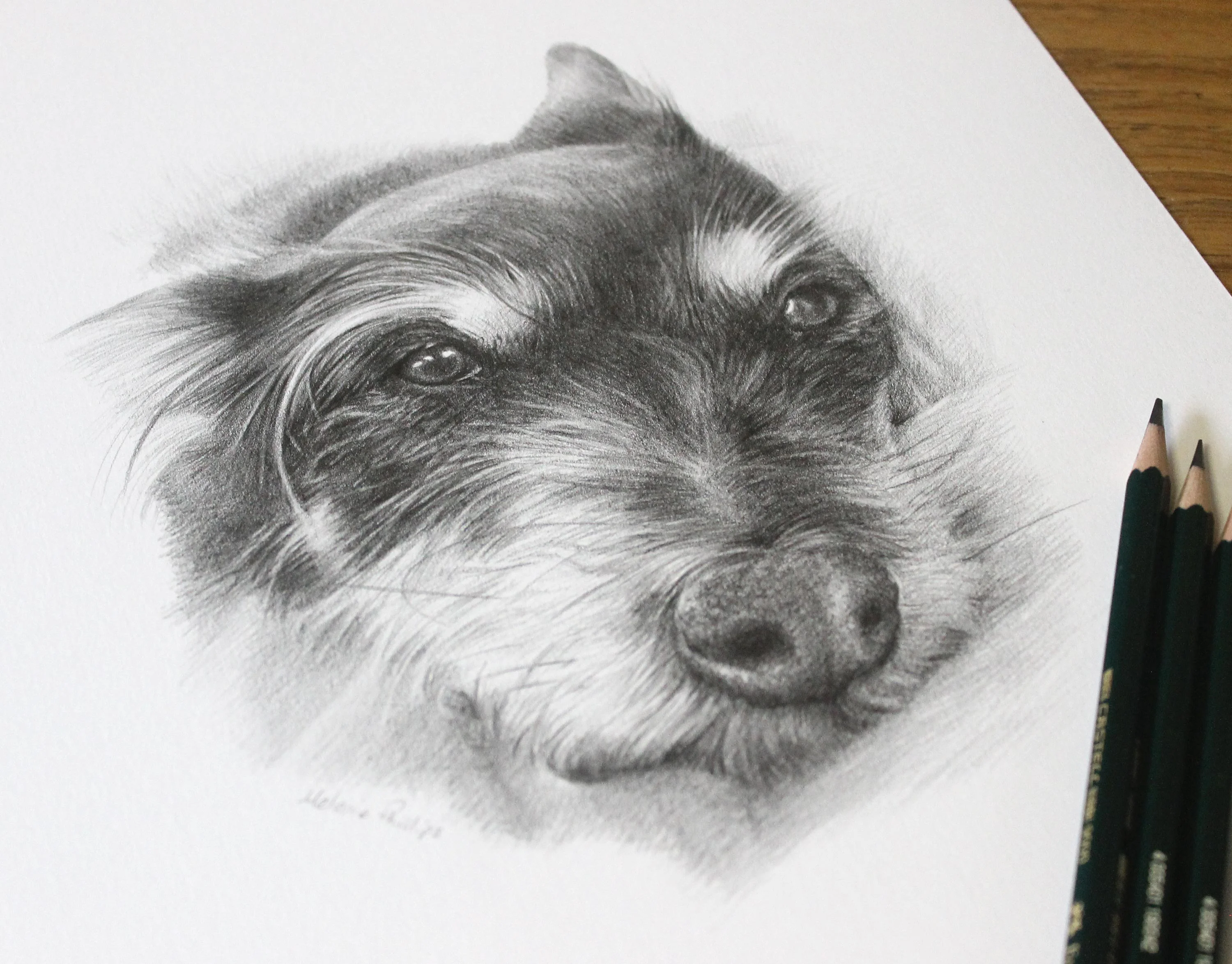Relaxed Terrier Dog Pencil Portrait by Melanie Phillips – Custom Pet Drawing Graphite pencil portrait of a relaxed terrier dog, Biscuit, featuring a gentle expression and soft fur texture.