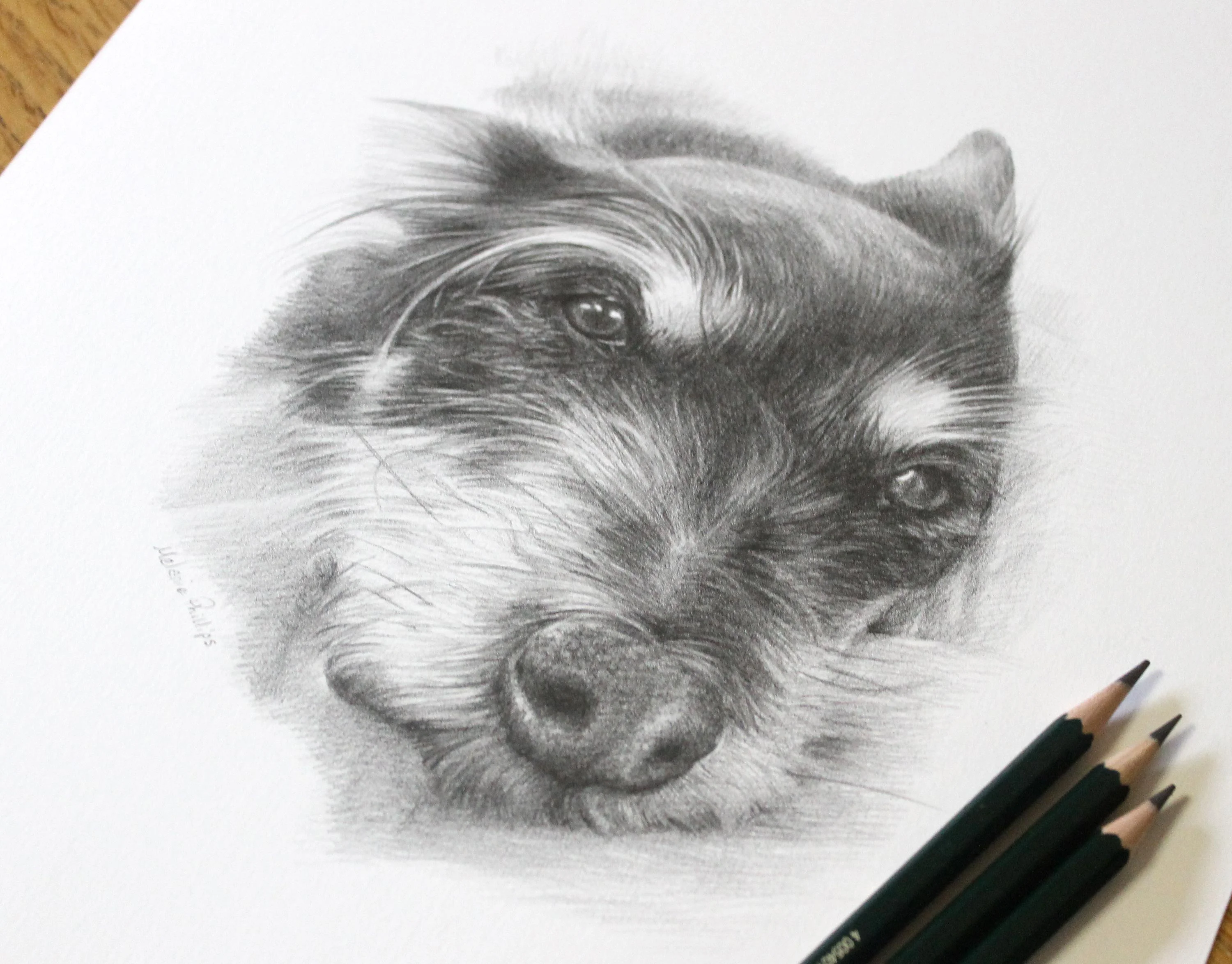 Lifelike Terrier Portrait in Pencil by Melanie Phillips – Emotional Pet Artwork Peaceful pencil drawing of Biscuit, a terrier dog, with expressive eyes, laid on white paper beside various pencils.