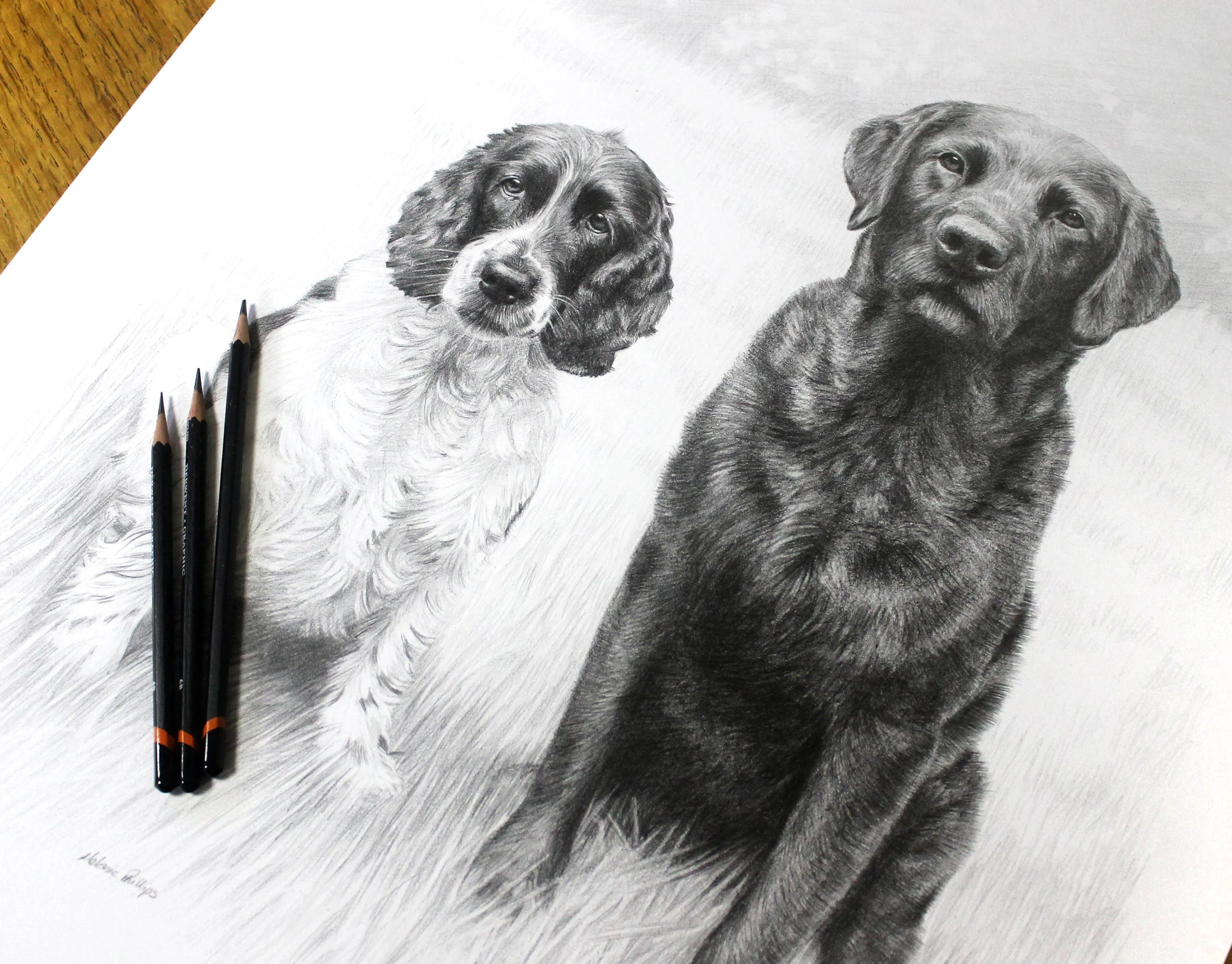 Labrador and Spaniel Pencil Portrait by Melanie Phillips – Hand Drawn in Graphite Classic pencil portrait of a Labrador (Stanley) and a Spaniel (Jarvis) duo, drawn by Melanie Phillips in a realistic graphite style, showcasing their bond.