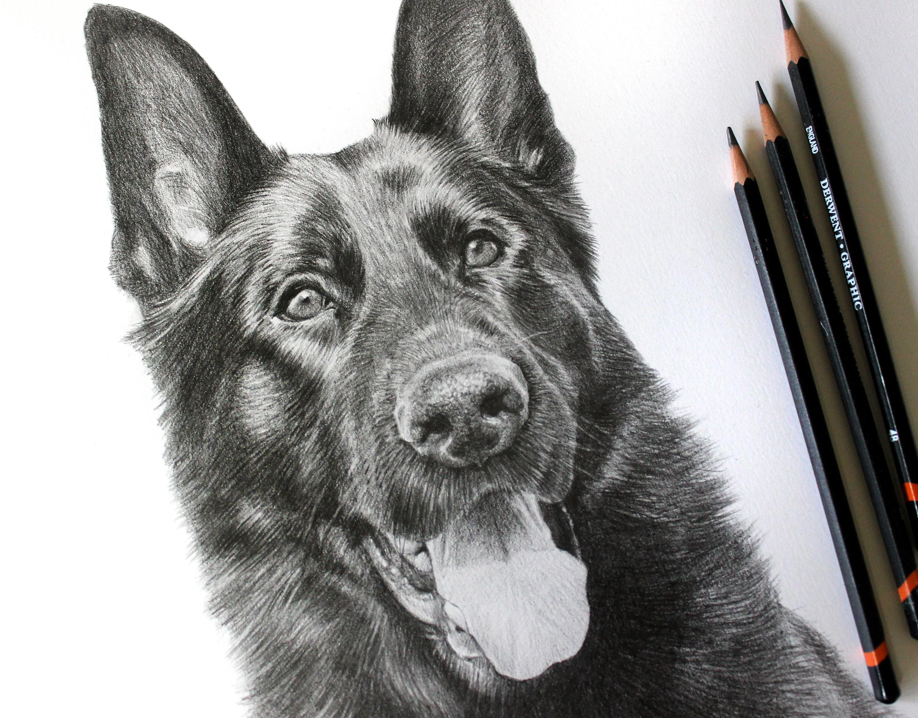 German Shepherd Pencil Drawing by Melanie Phillips – Custom Pet Portrait in Graphite Detailed graphite pencil portrait of a German Shepherd, Django, with visible Derwent Graphic pencils beside the artwork.