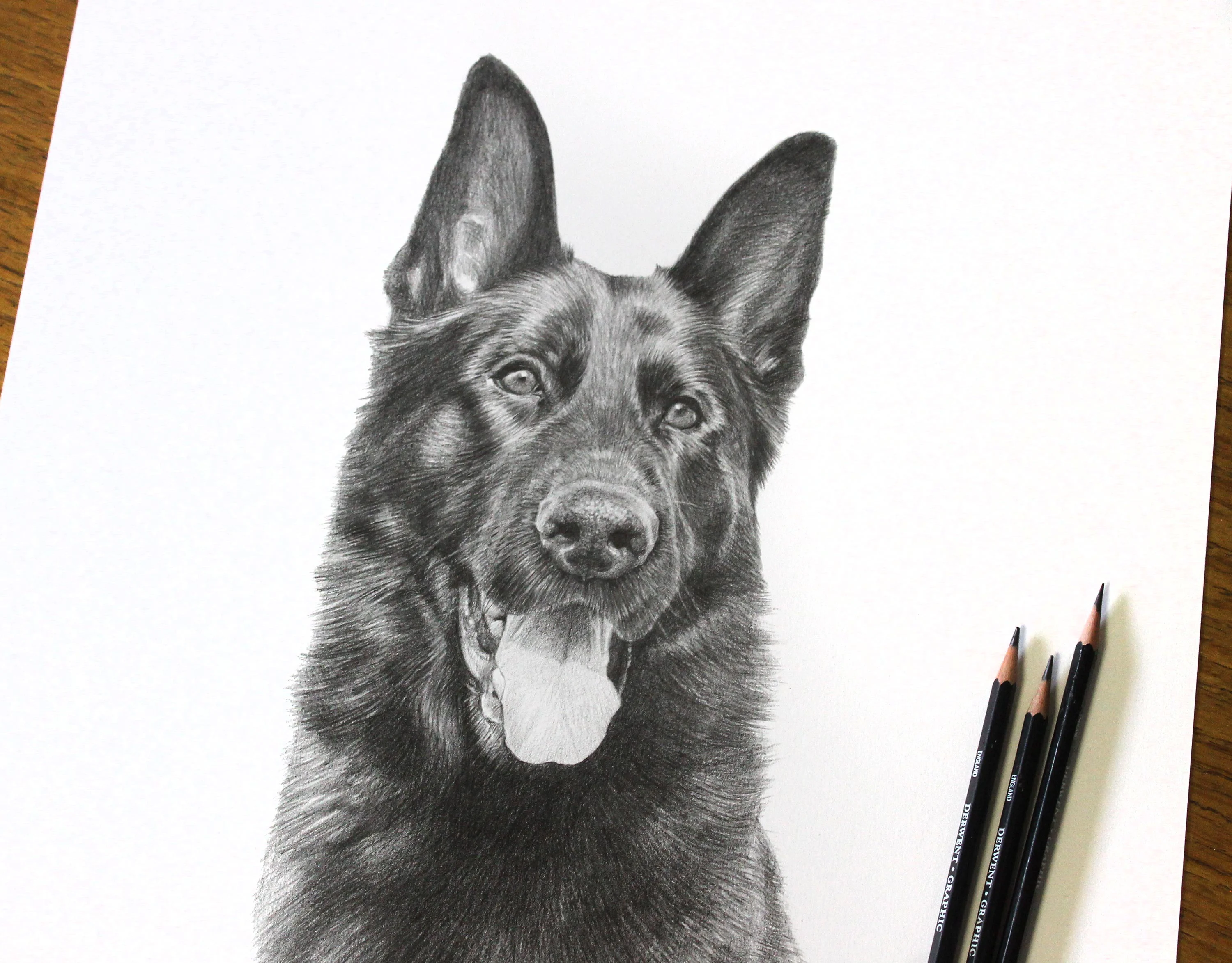 Commissioned German Shepherd Pet Portrait – Graphite Pencil Drawing by Melanie Phillips Classic pencil portrait of a German Shepherd, Django, with its tongue playfully out, expertly drawn in graphite.