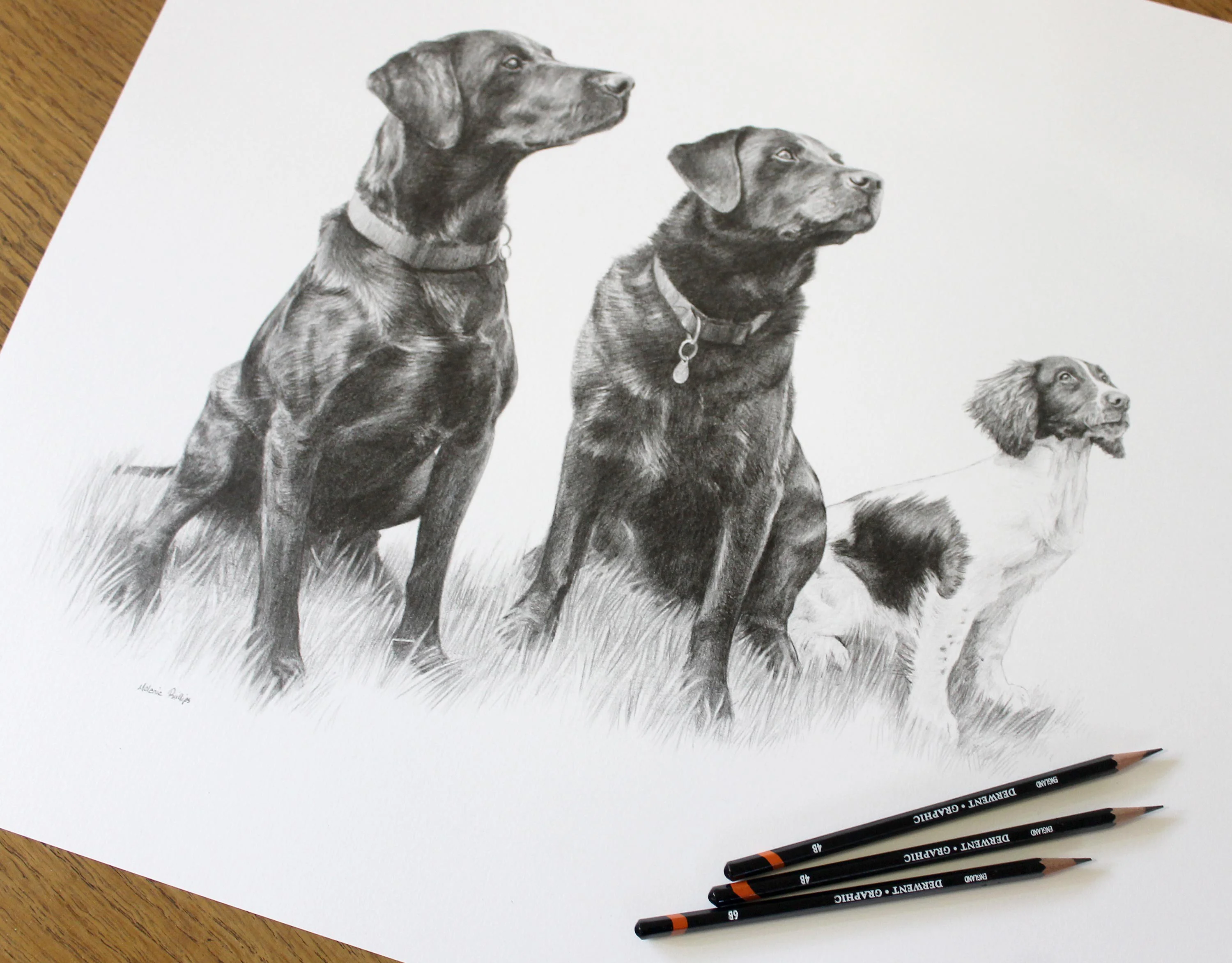 Triple Dog Pencil Portrait – Two Labradors and a Springer Spaniel by Melanie Phillips Classic pencil drawing of two Labradors (Dexter, Tui) and a Springer Spaniel (Purdey) sitting together in a grassy field, capturing their unique expressions.