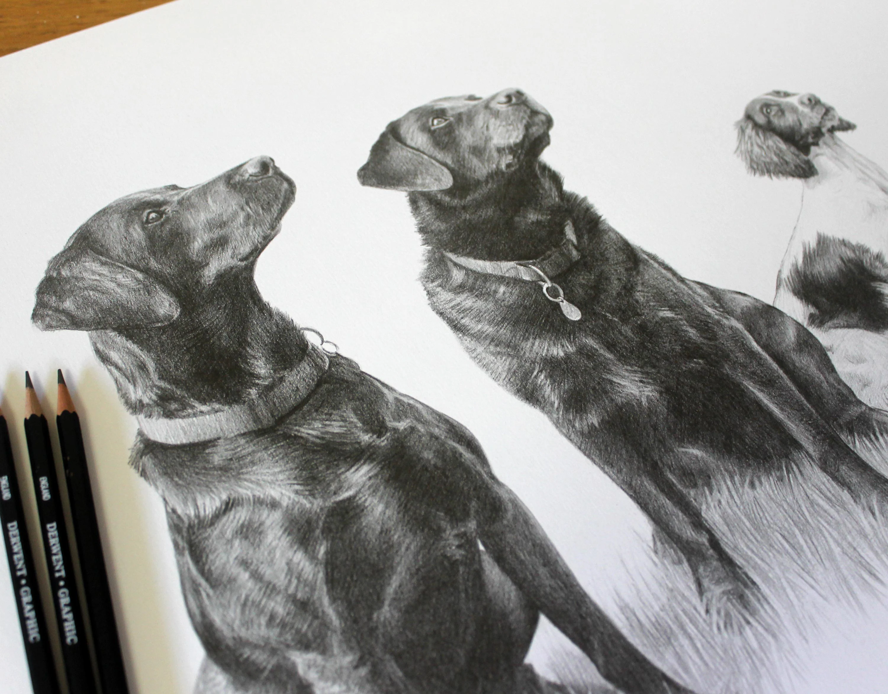 Close-up Pencil Pet Portrait – Labradors and Springer Spaniel by Melanie Phillips Close-up of a detailed pencil drawing showing the alert and distinct expressions of two Labradors and a Springer Spaniel.