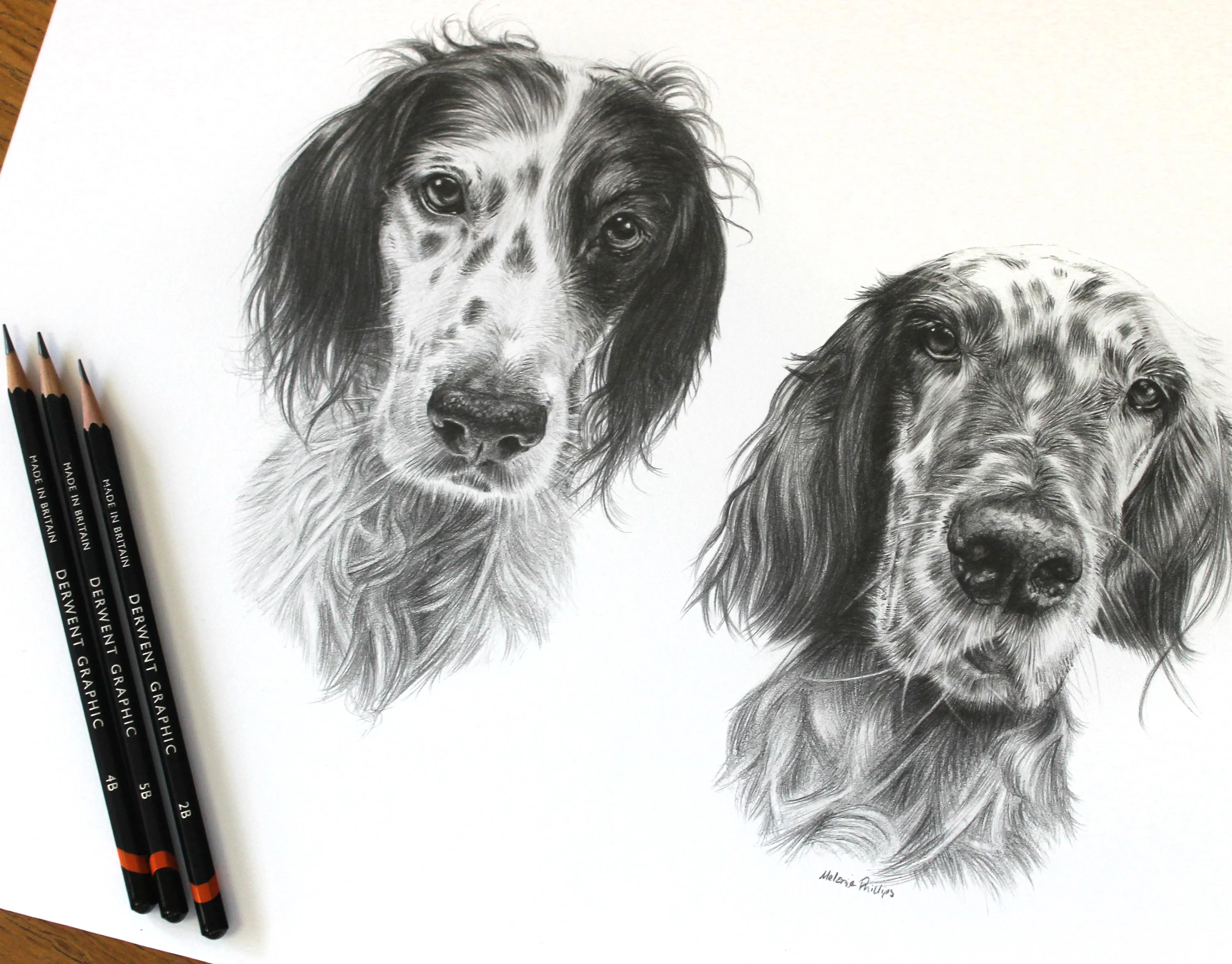 Detailed pencil portraits of multiple dogs, including English Setters and a Springer Spaniel, by Melanie Phillips. Collection of detailed graphite pencil portraits featuring multiple dogs: English Setters Violet and Gill, and a Springer Spaniel Charlie, capturing their unique features.