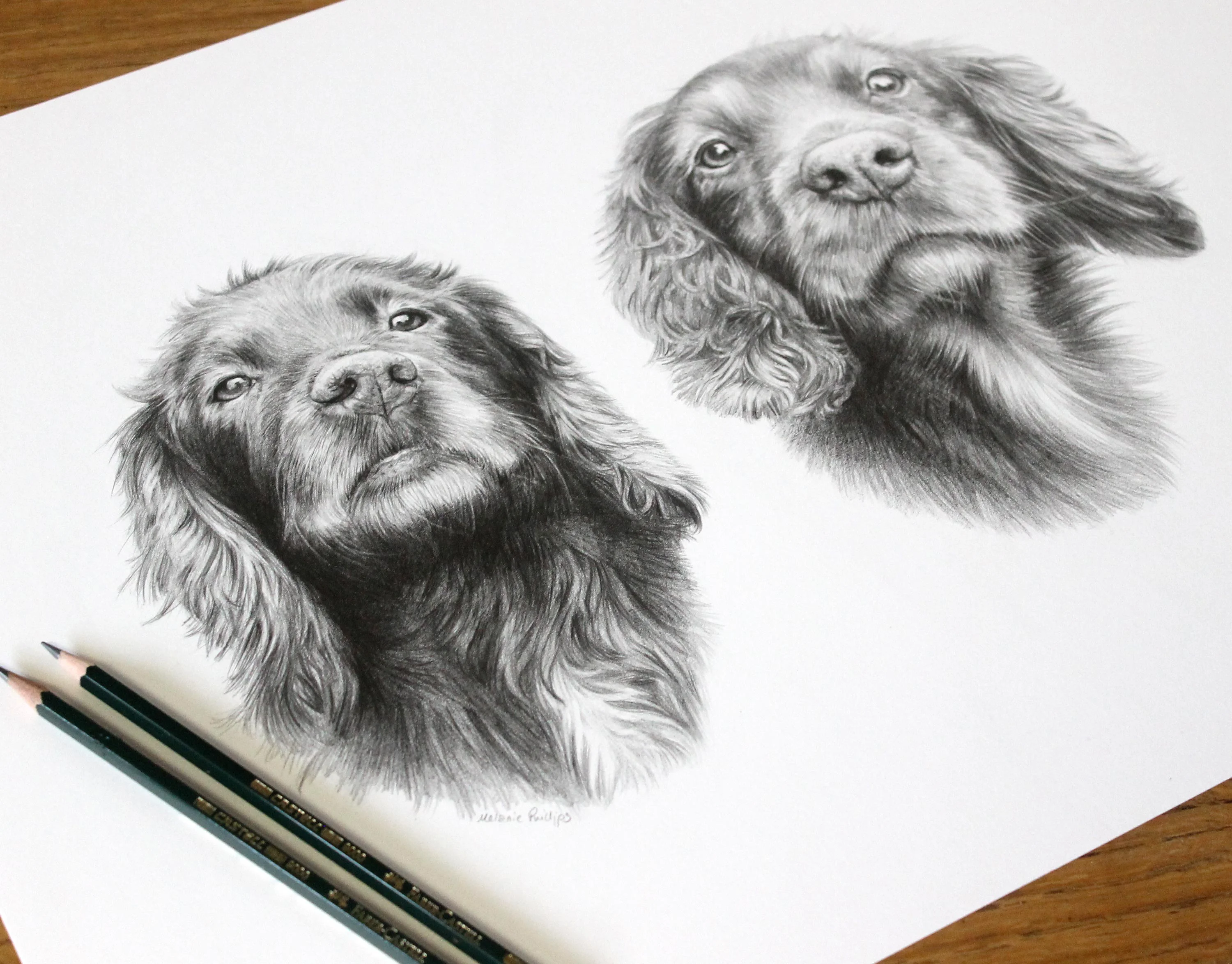 Double Spaniel Dog Portrait in Pencil by Melanie Phillips – Custom Pet Drawing Pencil portrait of two Cocker Spaniel dogs, Jenny and Fern, drawn in graphite, with green Faber-Castell pencils beside the artwork.