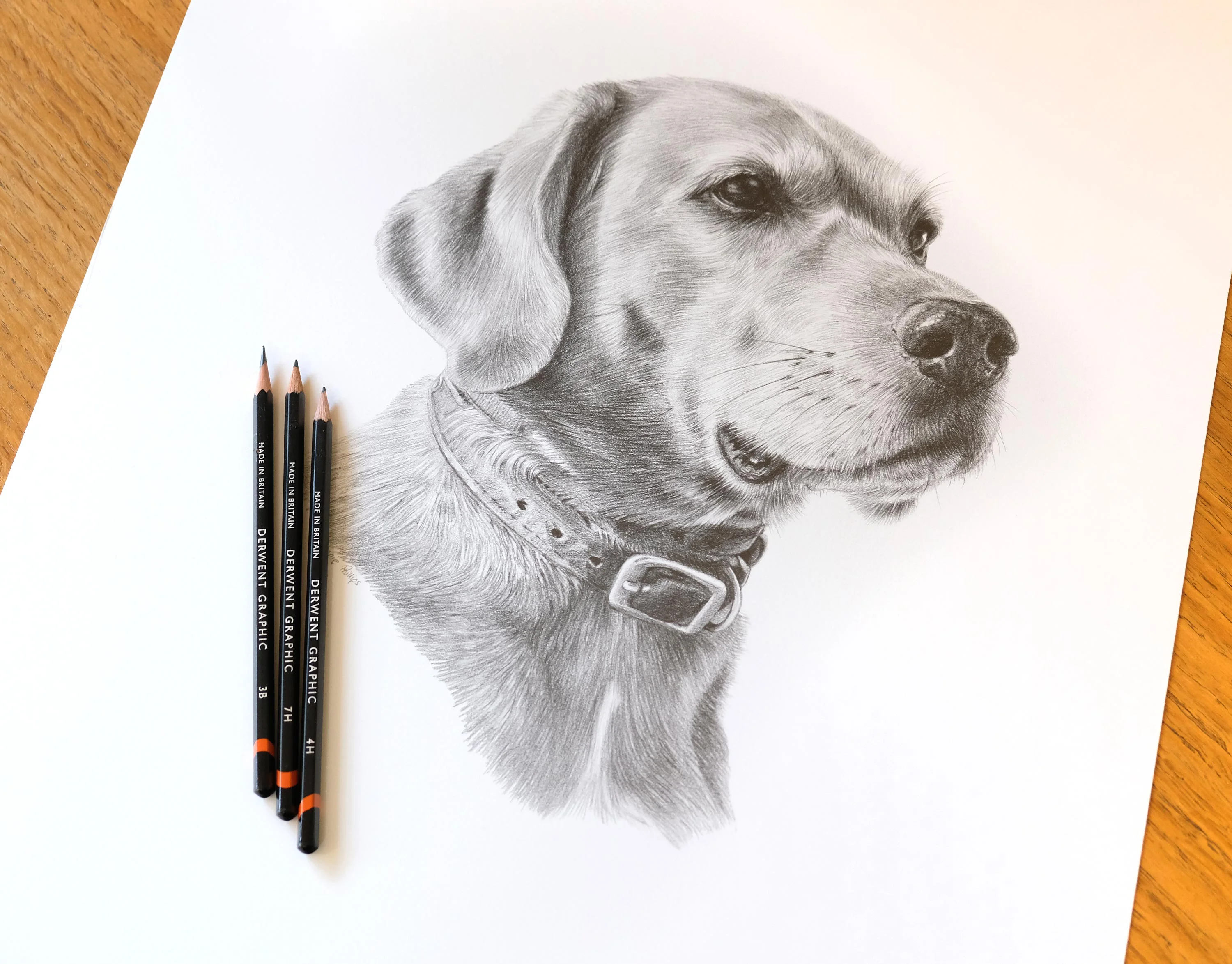 Labrador Pencil Portrait by Melanie Phillips – Commissioned Dog Drawing in Graphite Realistic pencil drawing of a Labrador Retriever, Rusty, with Derwent Graphic pencils resting beside the artwork, showcasing the texture of his fur.
