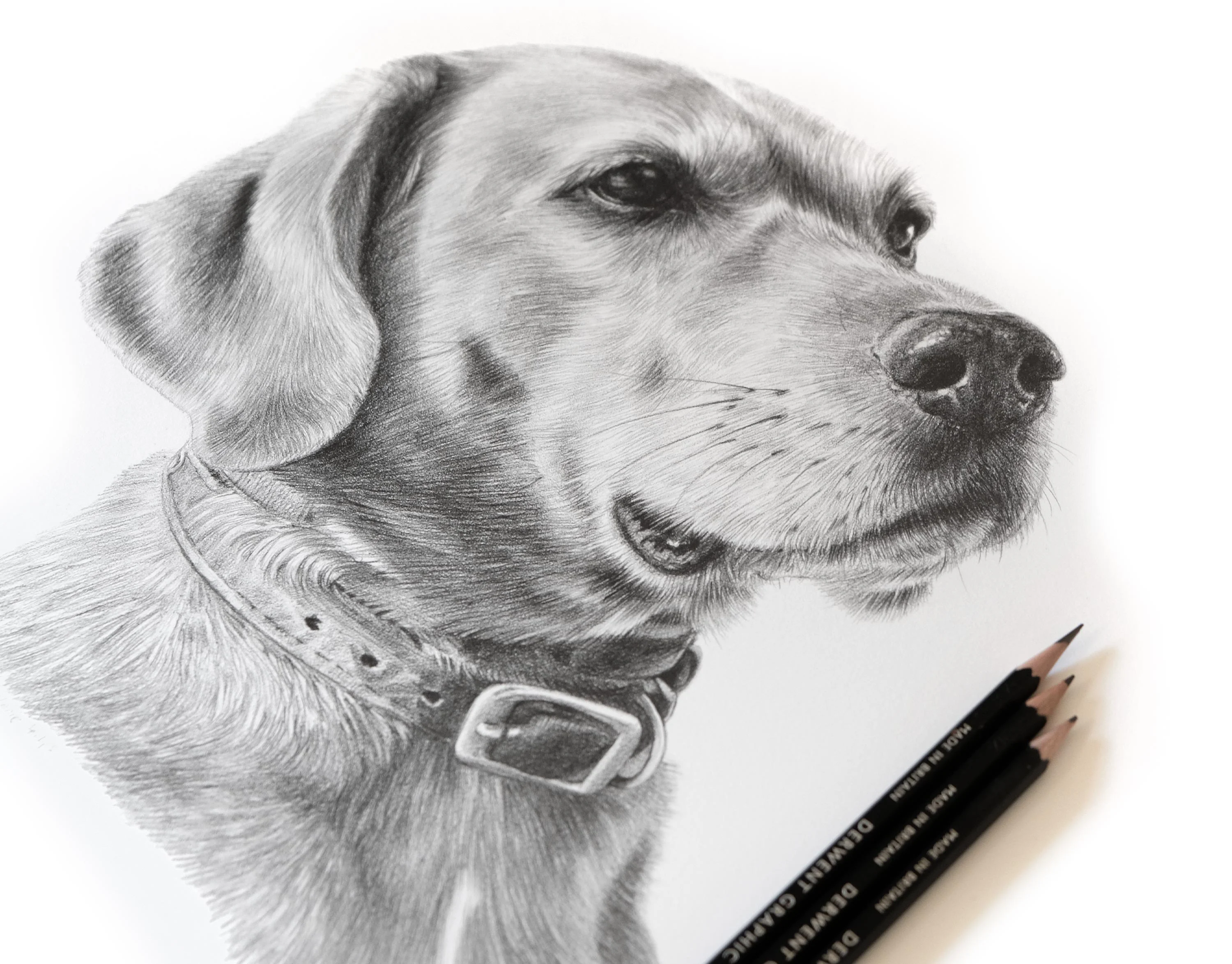 Custom Labrador Portrait in Pencil by Melanie Phillips – Dog Pencil Drawing Classic pencil portrait of a Labrador, Rusty, rendered in graphite by pet artist Melanie Phillips, capturing his serene expression.
