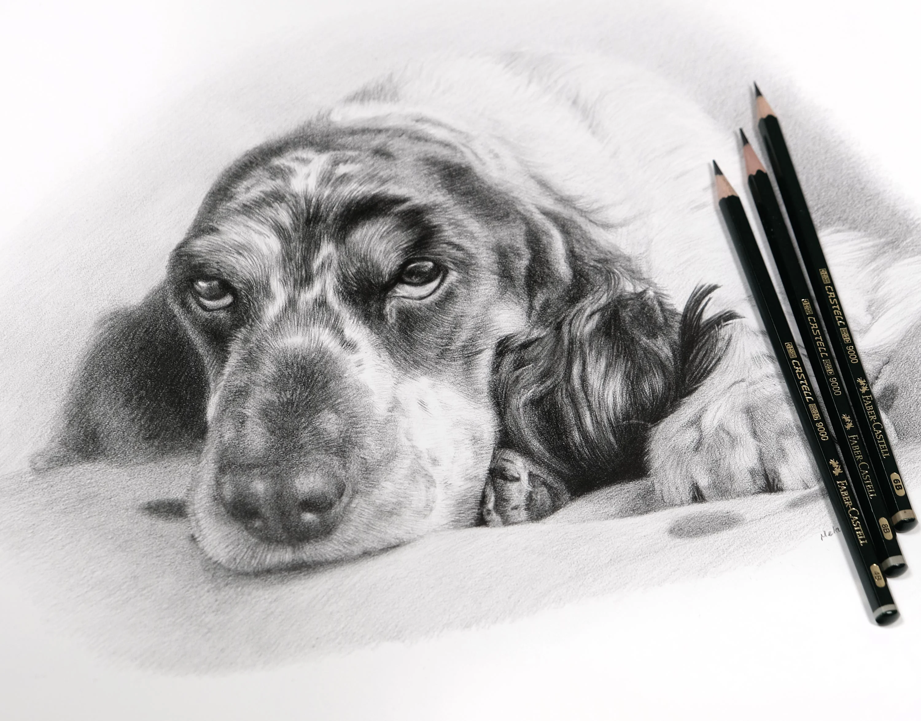 Resting Spaniel Dog Pencil Portrait by Melanie Phillips – Graphite Drawing with Faber-Castell Pencils Pencil drawing of a relaxed Cocker Spaniel dog, Monty, resting his head, with Faber-Castell pencils neatly arranged beside the artwork.