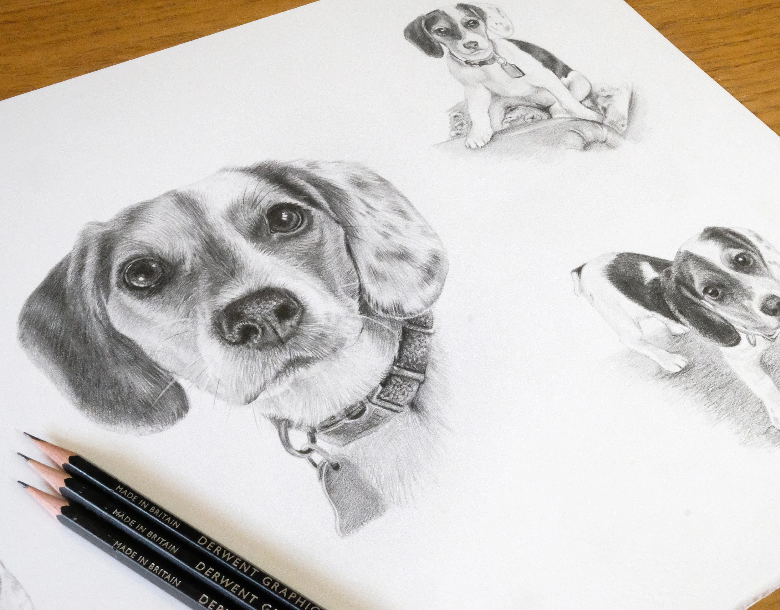 Beagle Pencil Portrait Montage – Custom Drawing by Melanie Phillips A detailed pencil portrait montage of Vera, a Beagle, featuring multiple expressive poses and showcasing her distinctive curly fur, alongside Derwent Graphic pencils.