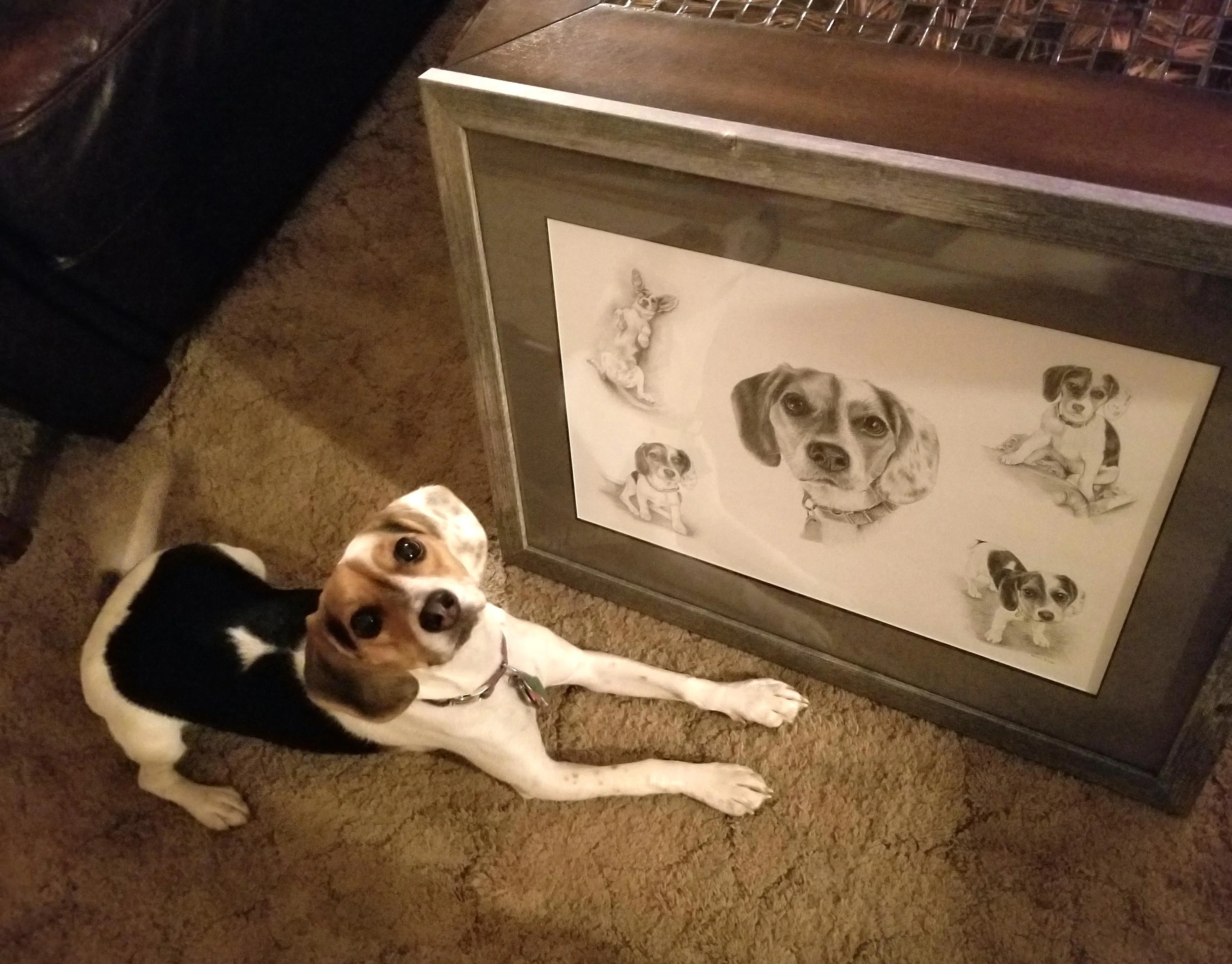Beagle Portrait Montage in Pencil – Framed Drawing by Melanie Phillips Vera the Beagle sitting next to her custom framed pencil portrait montage by Melanie Phillips, illustrating the artwork's scale and detail.