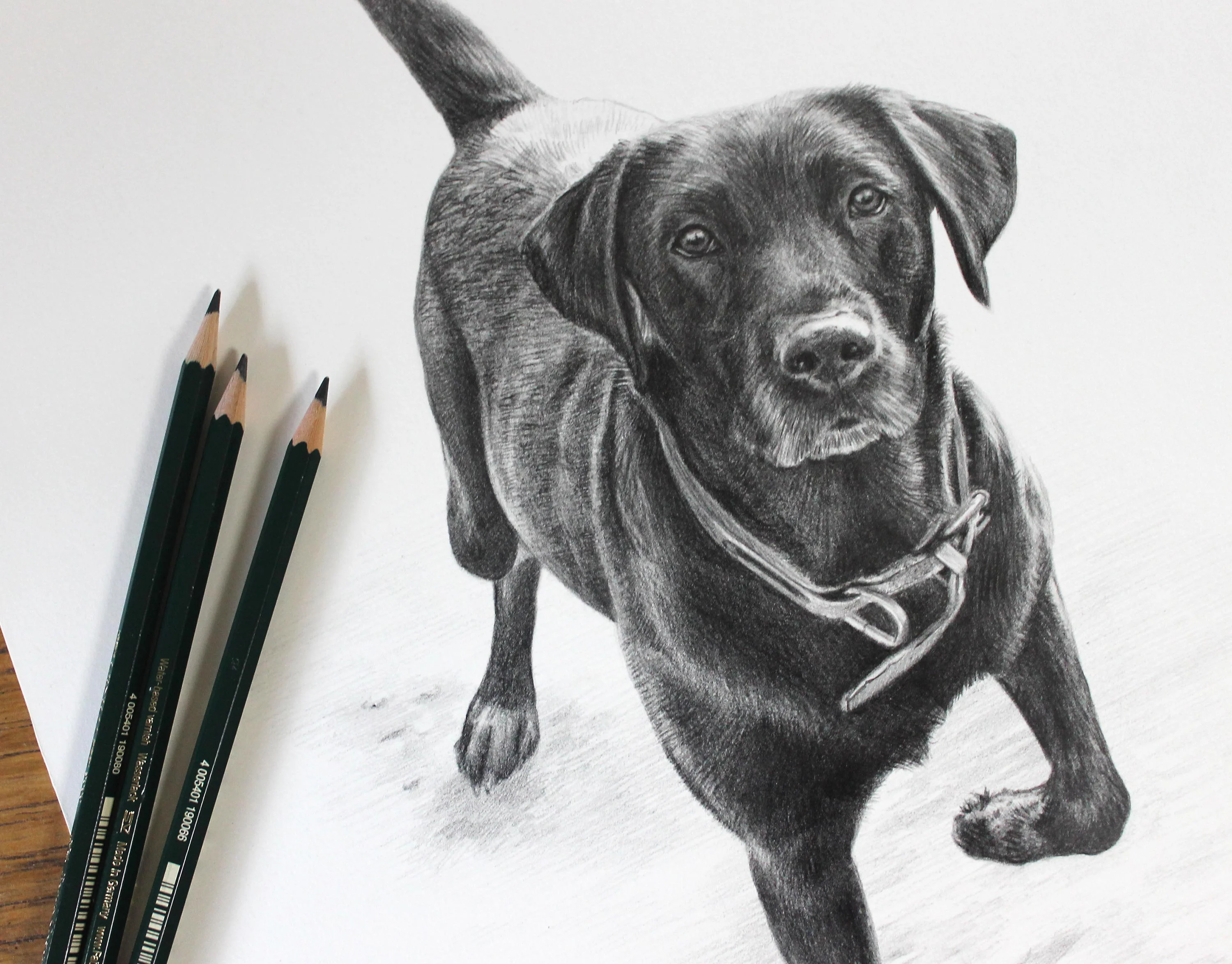 Black Labrador Pencil Portrait by Melanie Phillips – Custom Dog Drawing in Graphite A classic pencil portrait of a black Labrador retriever, Floss, drawn by Melanie Phillips, capturing her dynamic pose and beautiful lighting.