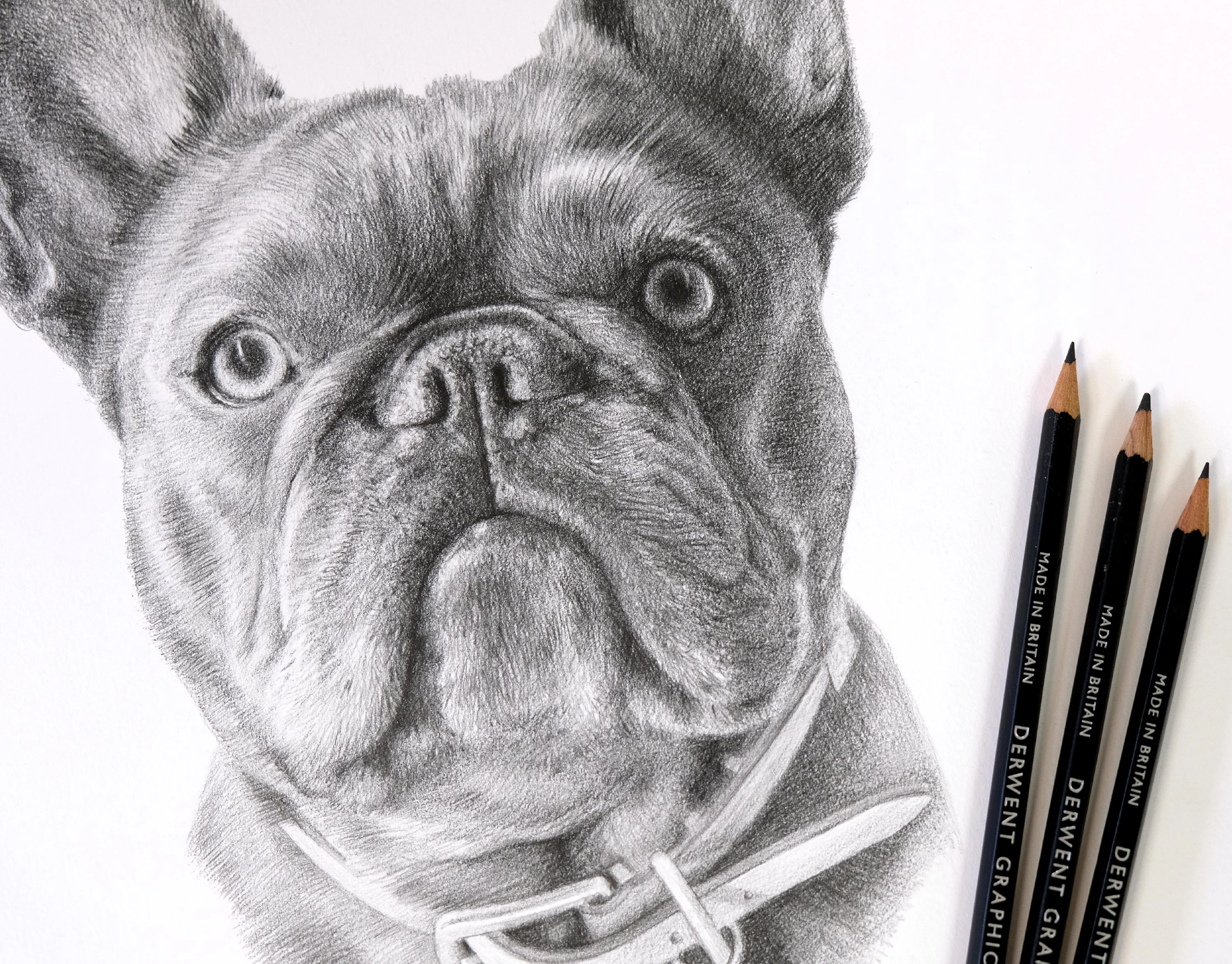 Framed French Bulldog Pet Portrait in Pencil by Melanie Phillips Framed pencil portrait of a French Bulldog (Memphis) beautifully displayed on a polished wooden surface.