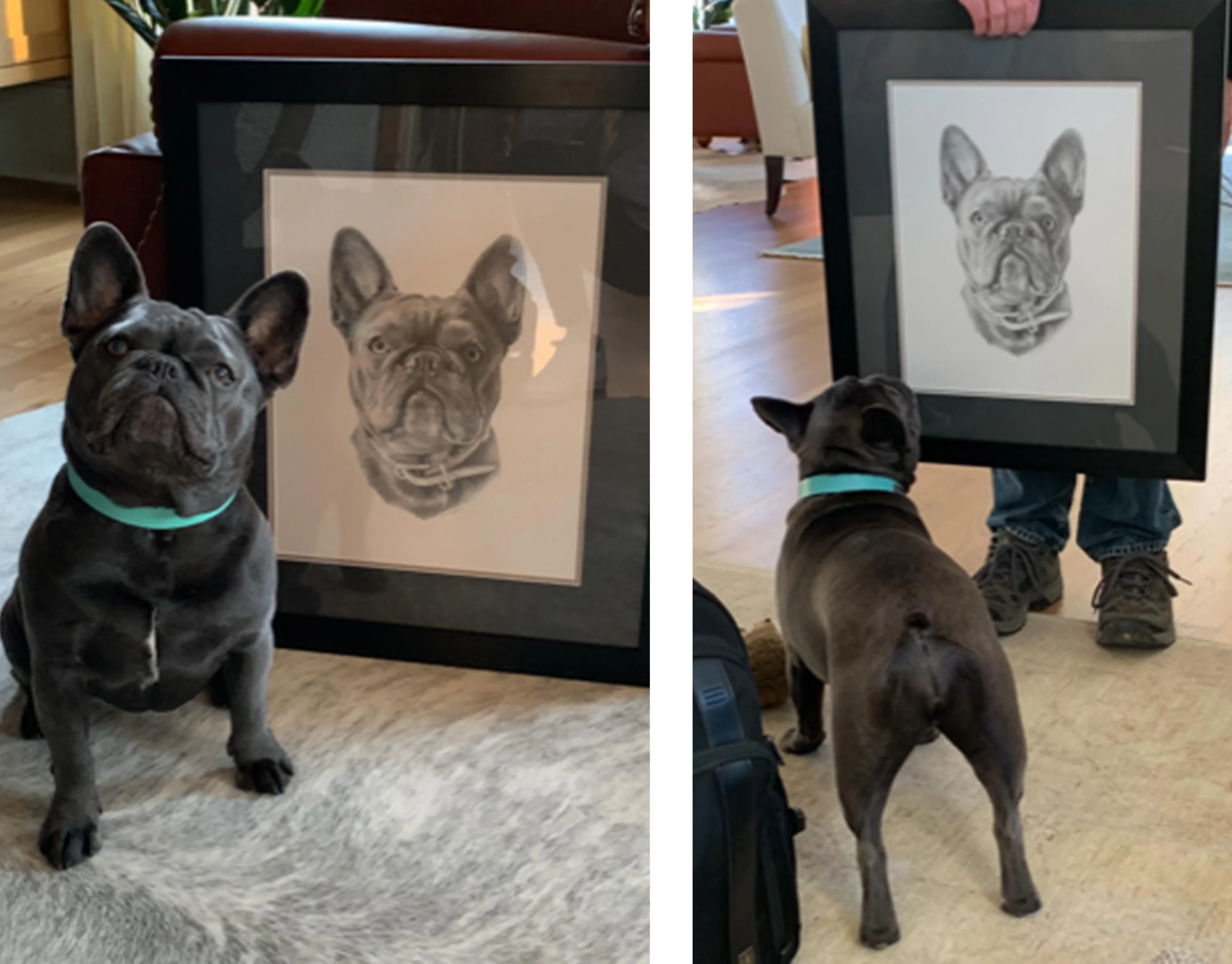 Graphite Pencil Portrait of a French Bulldog by Melanie Phillips Graphite pencil drawing of a French Bulldog (Memphis) with three Derwent Graphic pencils resting beside the paper.
