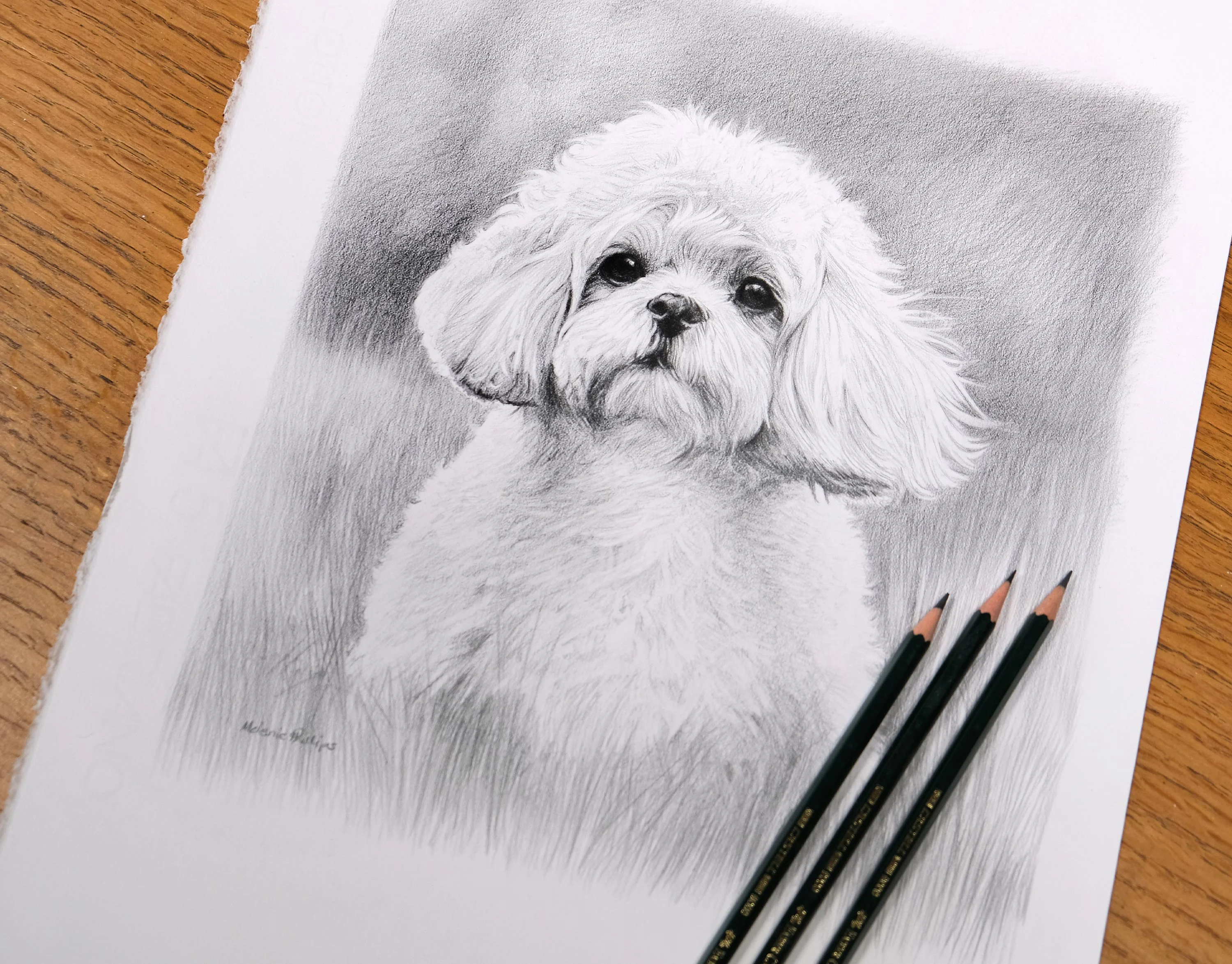 Bijon Shih Tzu Mix Portrait in Pencil – Custom Drawing by Melanie Phillips A detailed pencil drawing of Simba, a Bijon Shih Tzu mix, showcasing his fluffy coat and endearing, expressive eyes.