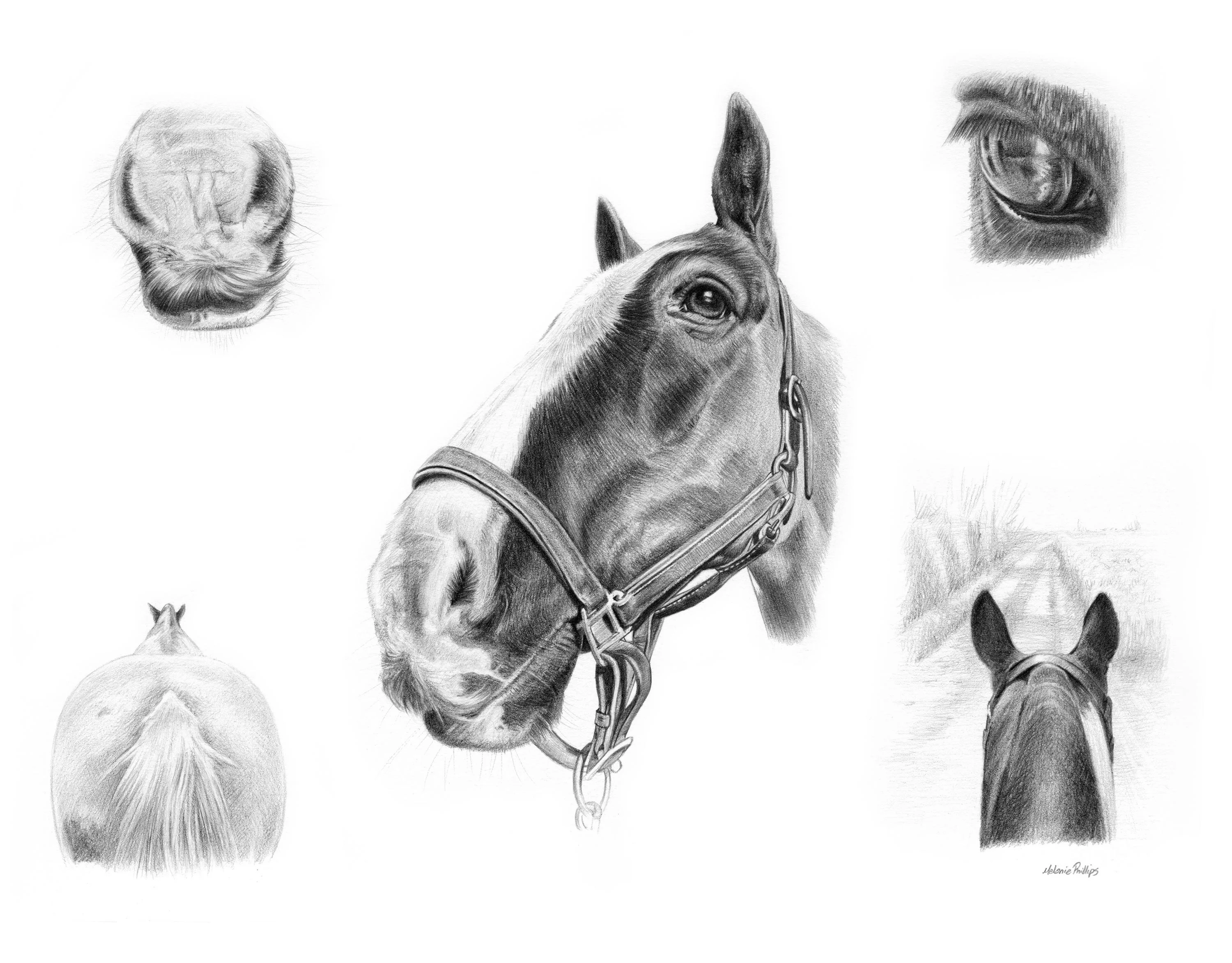 Horse Montage Pencil Portrait – Custom Pet Drawing by Melanie Phillips Lifelike pencil montage of Jasper the horse, including scenes with a rider, jumping, and affectionate moments, all hand-drawn by Melanie Phillips.