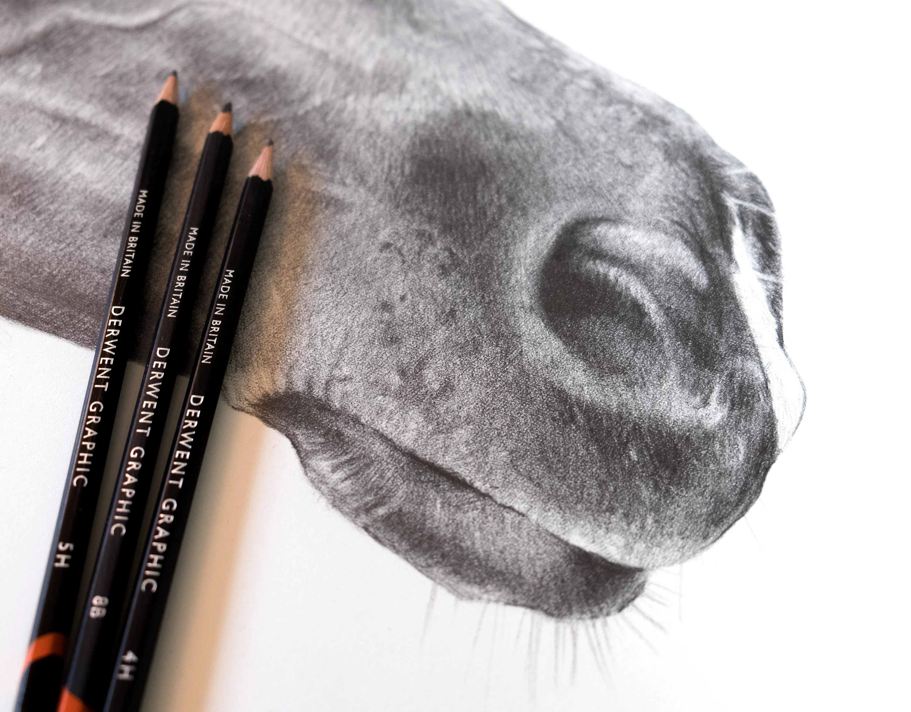 Horse Muzzle Pencil Drawing – Fine Detail by Artist Melanie Phillips Close-up detail of a graphite pencil horse drawing, specifically showcasing the texture and realism of the muzzle area.