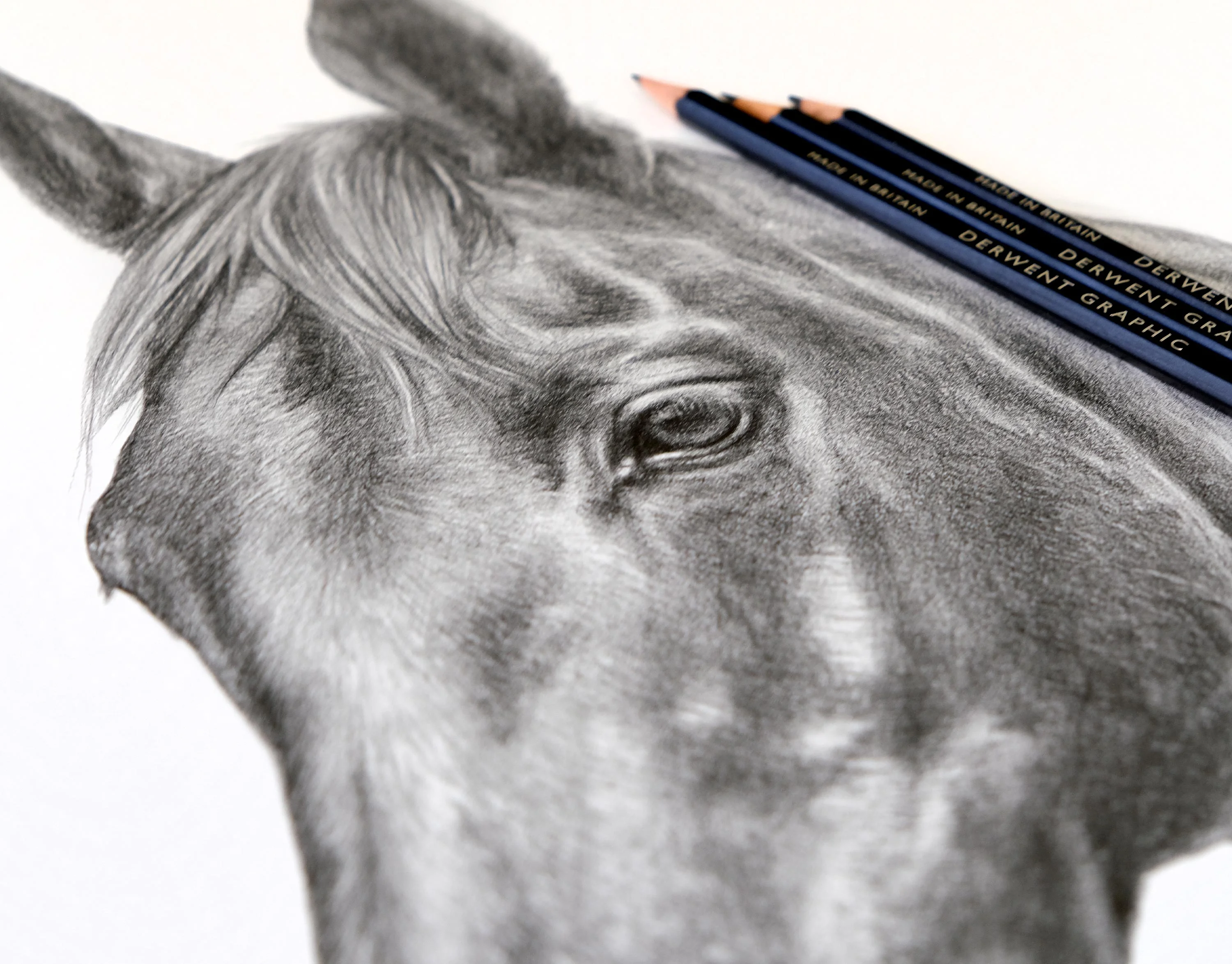 Horse Portrait in Pencil by Melanie Phillips – Realistic Equine Drawing Classic pencil drawing of Duker the horse's head, with Derwent Graphic pencils displayed beside it, highlighting the artistry.