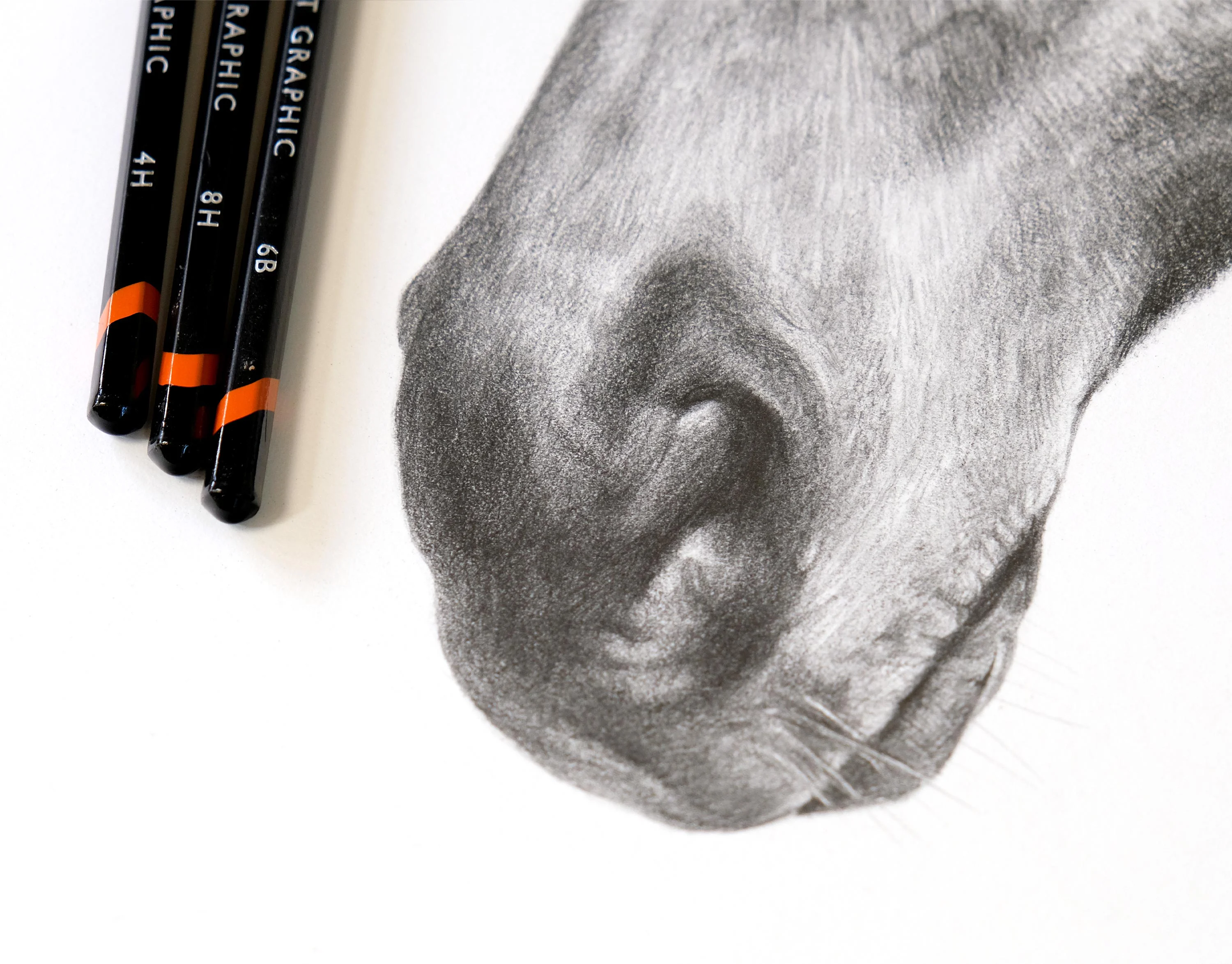 Realistic Horse Nose Detail – Pencil Portrait by Melanie Phillips Close-up detail of a pencil drawing of a horse's nose, showing exquisite fine detail in shading and texture.