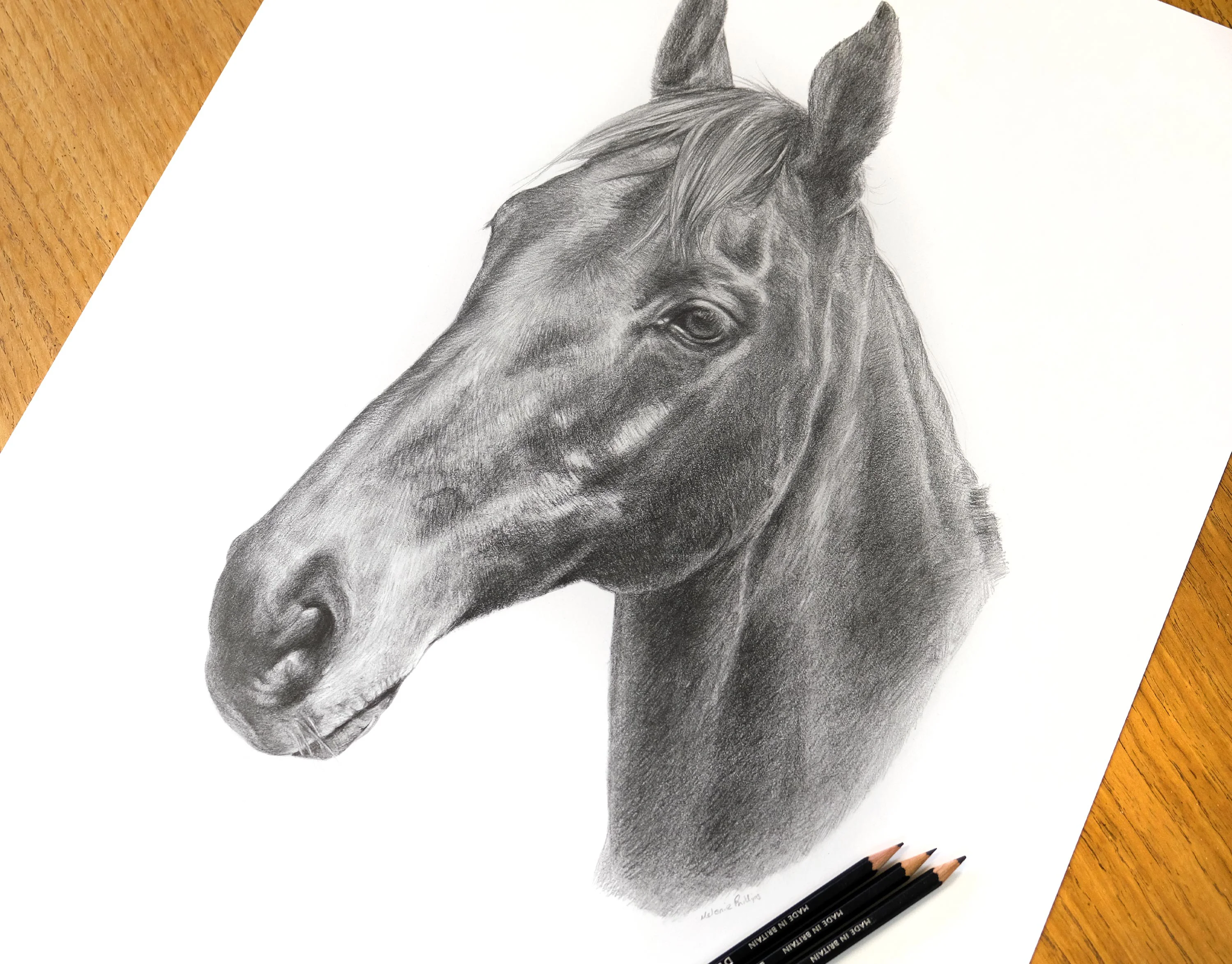 Custom Pencil Horse Portrait by Melanie Phillips – Commission a Drawing Today Full view of the horse pencil portrait of Duker on an artist’s desk, showcasing lifelike detail and expert shading.