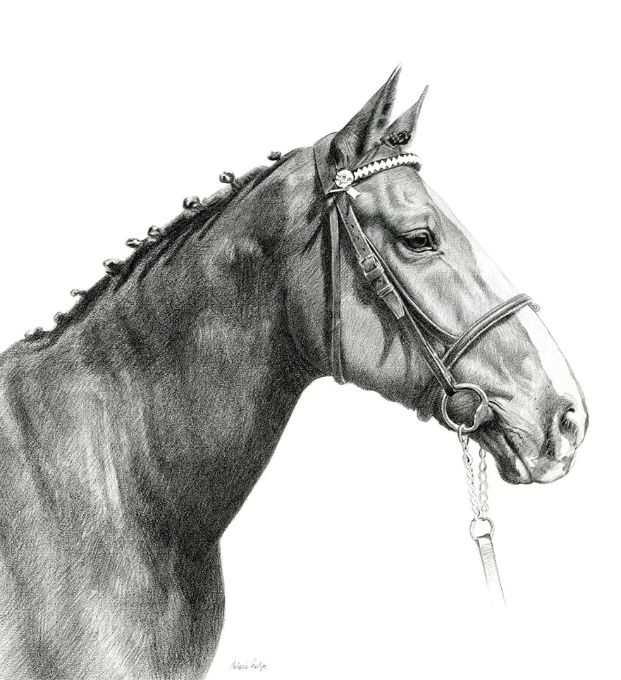 Horse Pencil Portrait by Melanie Phillips – Custom Equine Drawing A classic pencil portrait of Jenkins, a police horse, meticulously drawn by Melanie Phillips, capturing his noble presence.