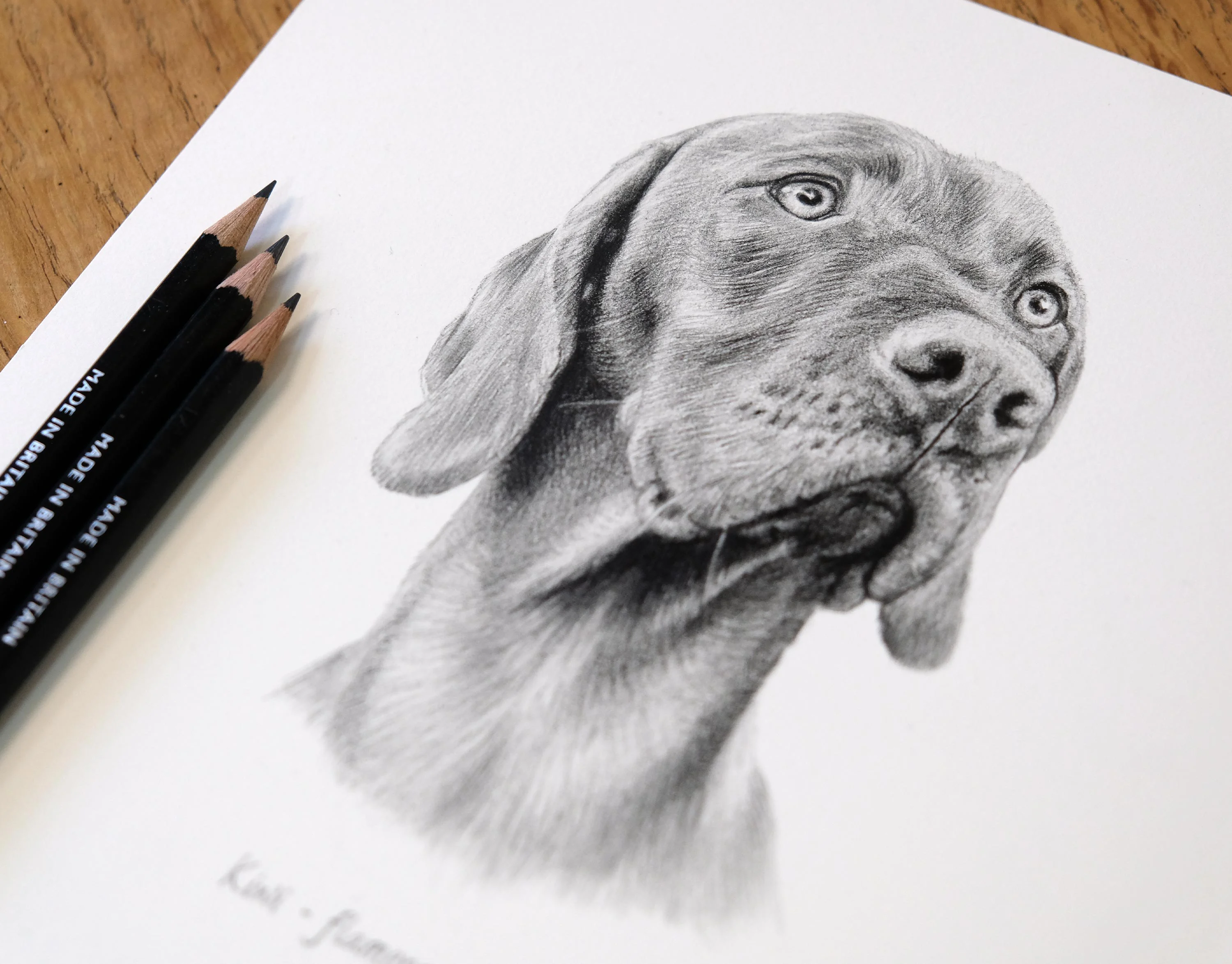 Hungarian Vizsla Dog Portrait in Pencil by Melanie Phillips – Custom Pet Drawing Lifelike pencil drawing of Kiwi, a Hungarian Vizsla dog, featuring soft shading and intricate fine detail.
