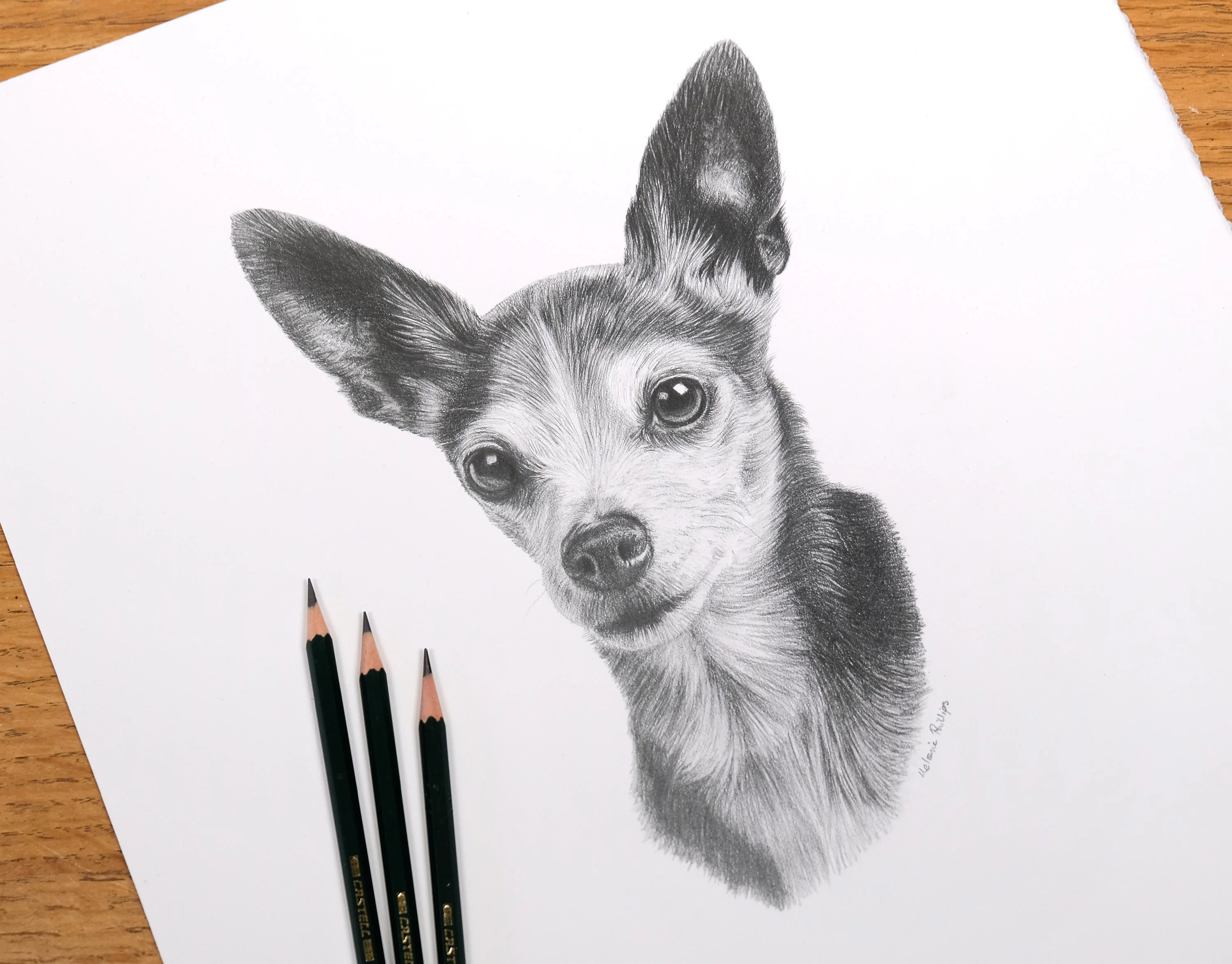 Chihuahua Pet Portrait in Pencil by Melanie Phillips – Custom Drawing with Client and Dog Smiling woman holding her Chihuahua (Jasper) next to a framed pencil portrait of the dog, showcasing the finished artwork.