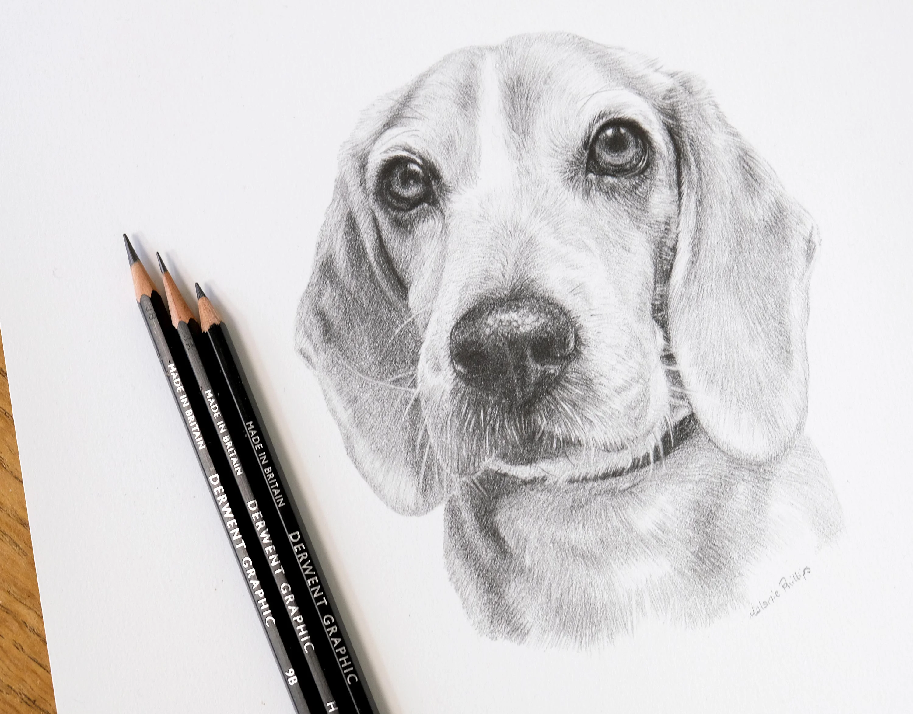 Pencil Pet Portrait of Blue with Owner by Melanie Phillips A pet owner (Ben) holding a framed pencil portrait of his dog, Blue, alongside the real dog, a small breed wearing a shirt.