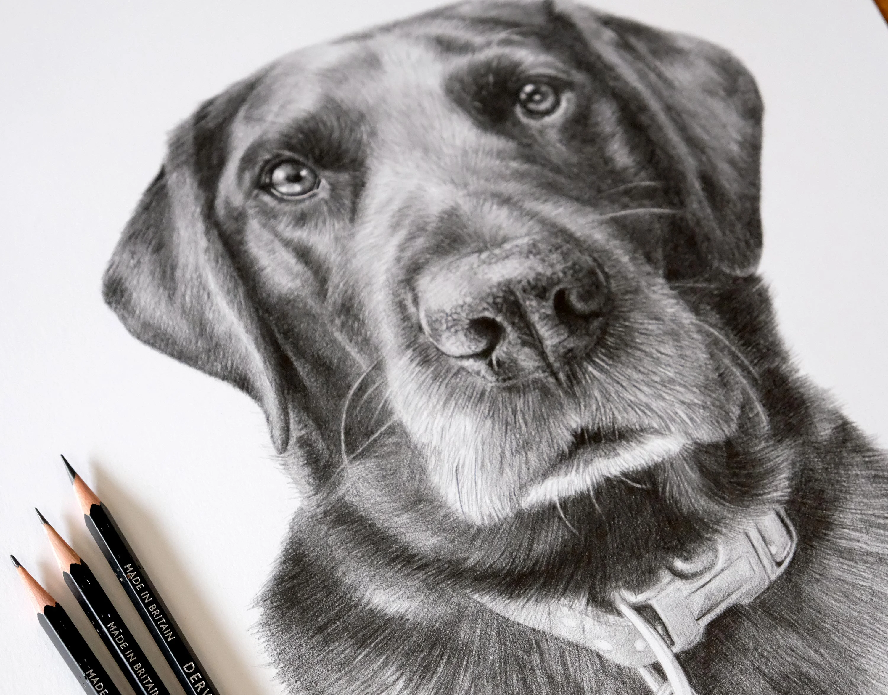 Labrador Pencil Portrait – Custom Pet Drawing by Melanie Phillips Classic pencil portrait of Ollie, a Labrador Retriever, drawn by artist Melanie Phillips, showing fine detail and a gentle expression.