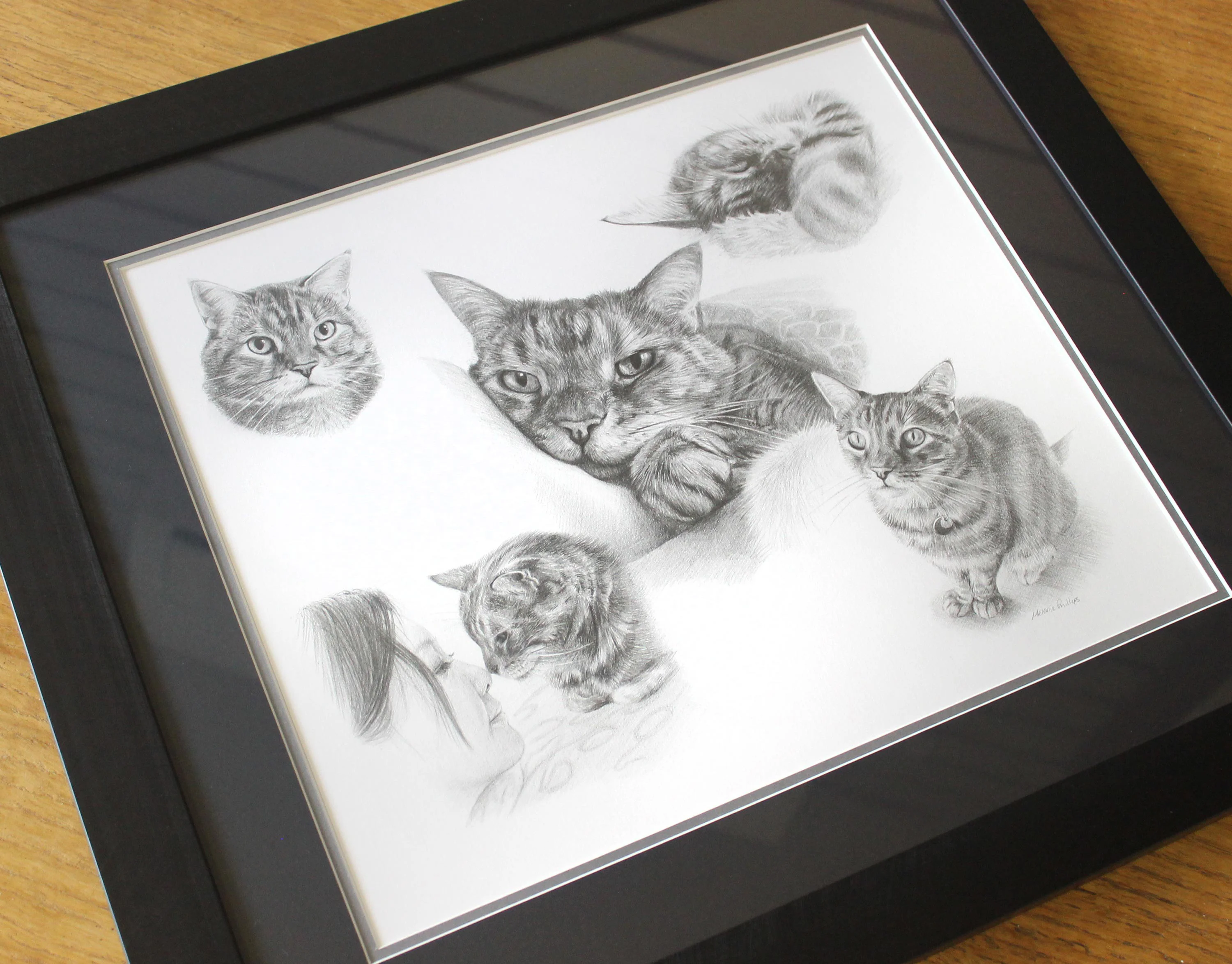 Pencil Pet Portrait Montage of Gilli the Cat – With Owner Sketch Close-up pencil sketches of Gilli the cat within a montage, including a tender moment with her owner, demonstrating emotional connection.