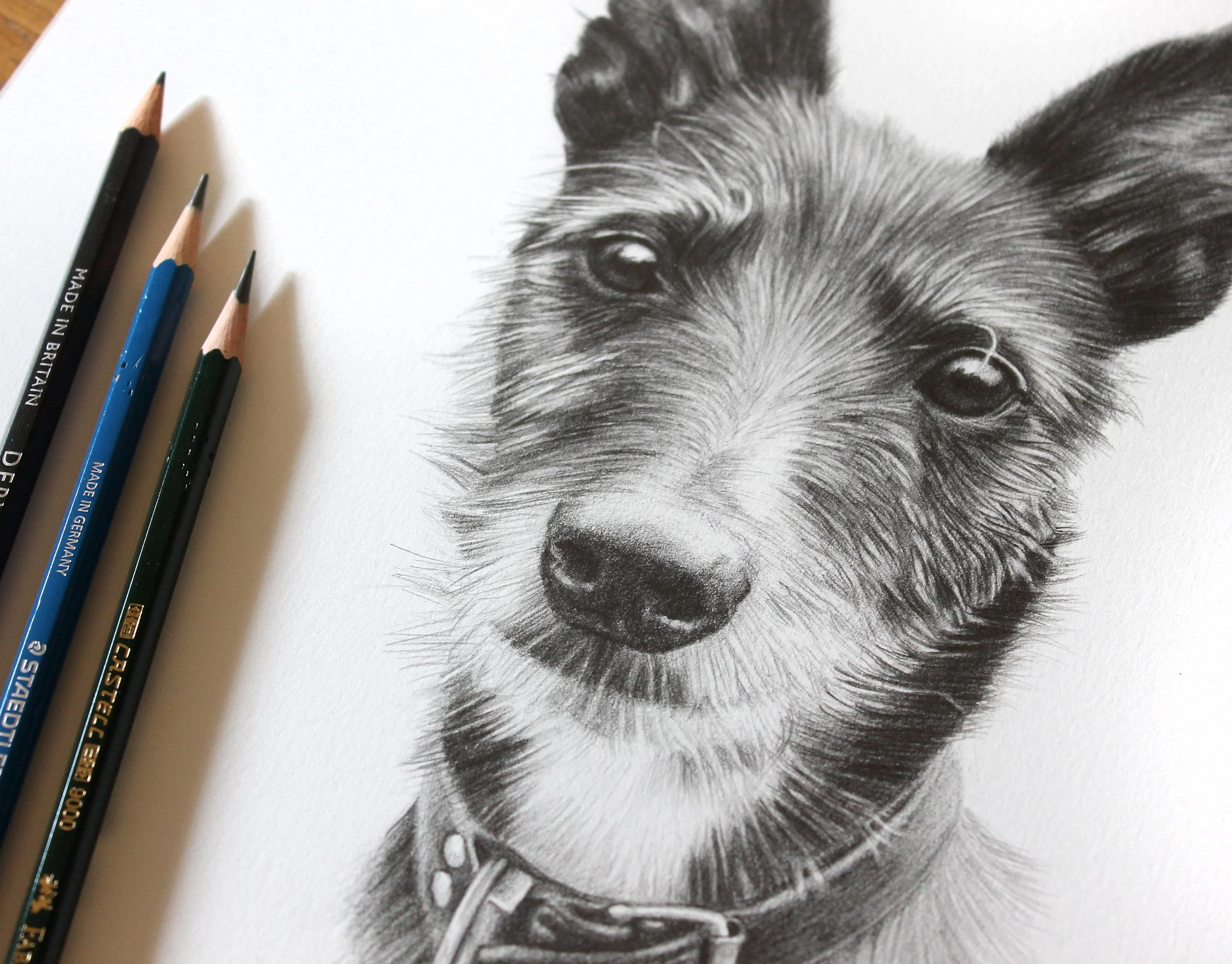 Dog Portrait in Pencil by Melanie Phillips – Custom Pet Drawing A detailed pencil drawing of Poppy, a sweet and gentle dog, by Melanie Phillips, showcasing fine fur and expressive eyes.