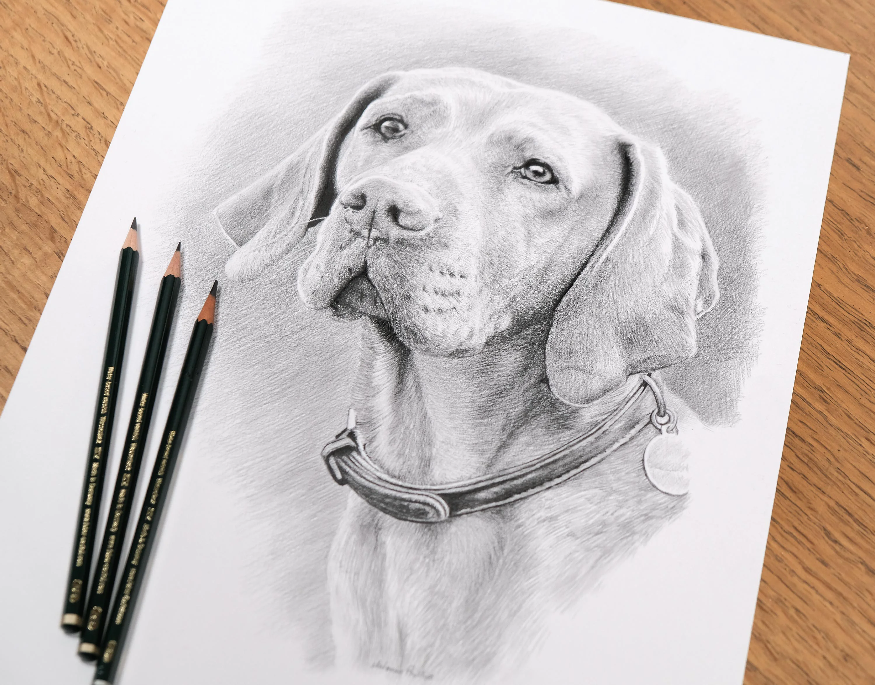 Hungarian Vizsla Pencil Drawing by Melanie Phillips – Custom Pet Portrait Lifelike graphite pencil portrait of Watson, a Hungarian Vizsla dog, featuring soft shading and accompanied by Derwent Graphic pencils on the side.
