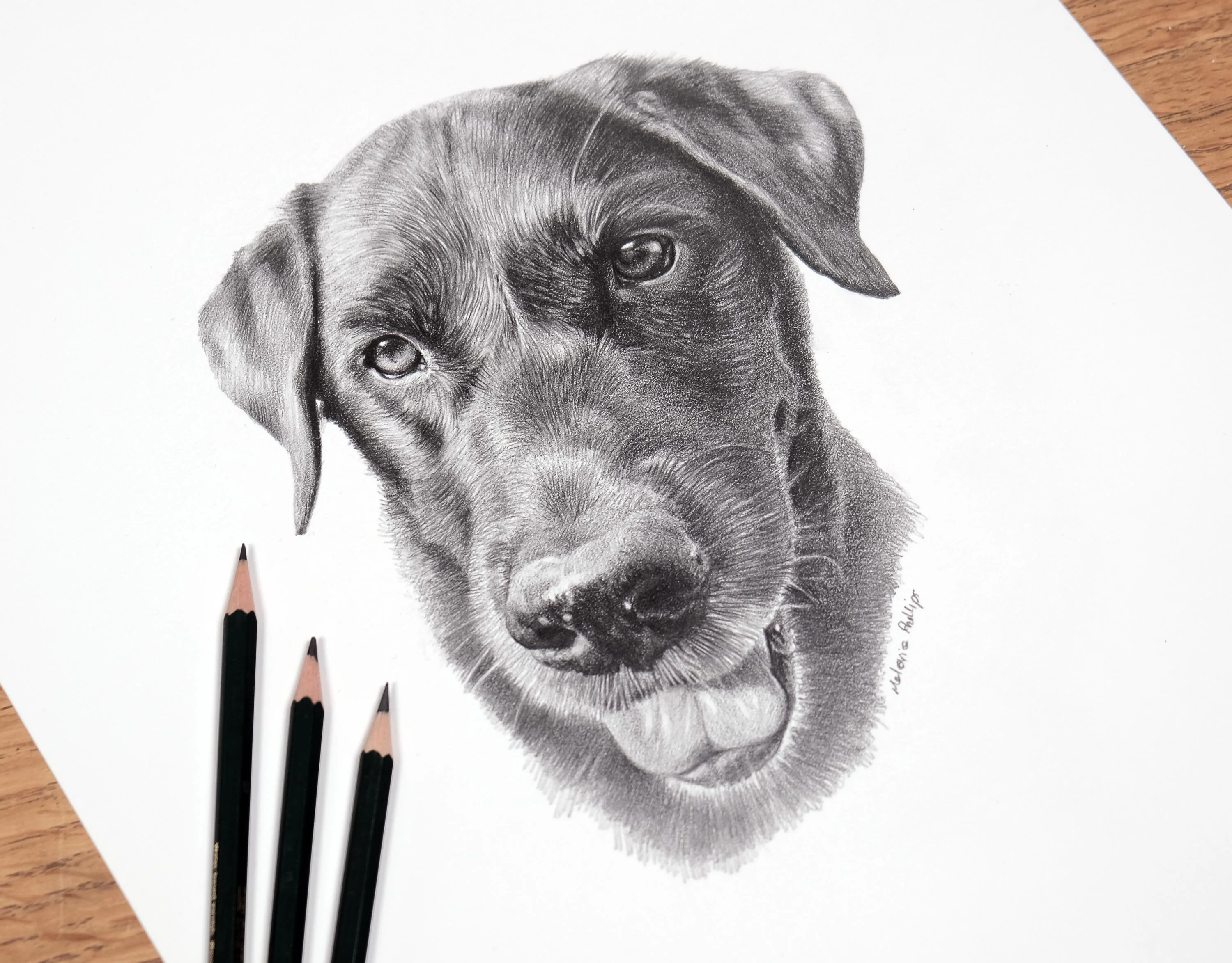 Labrador Dog Pencil Drawing in Progress by Melanie Phillips Realistic graphite pencil drawing of a Labrador retriever (Beano) in progress, with green pencils resting beside the paper.