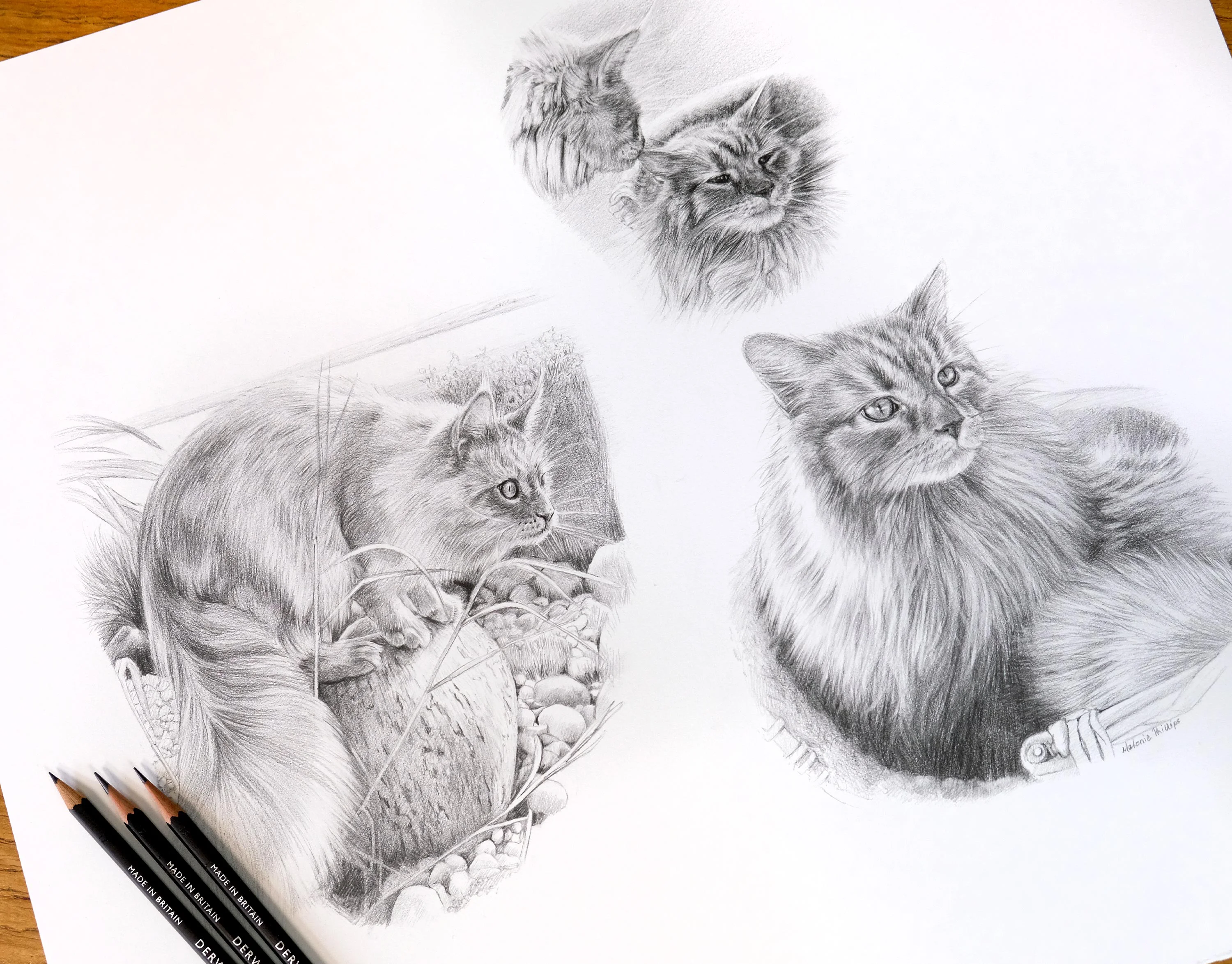 Cat Pencil Portrait Montage – Custom Pet Portraits by Melanie Phillips Classic pencil montage of a long-haired cat, Archie, in different poses, including garden and wicker chair scenes, showcasing his various charms.
