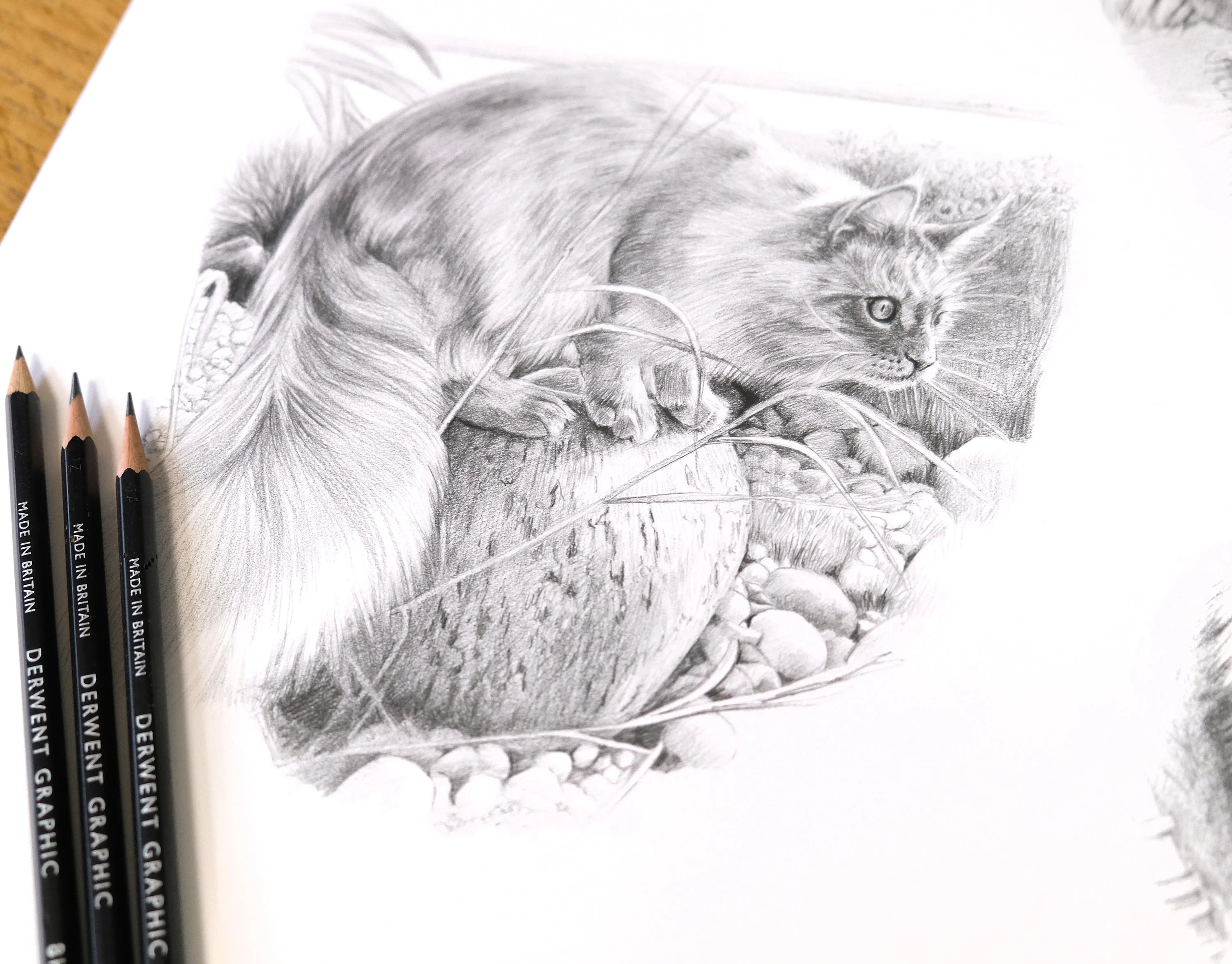 Garden Scene Cat Portrait in Pencil – Commission by Melanie Phillips Realistic graphite cat drawing of Archie, a fluffy tabby, in a lush garden setting, part of a larger montage by Melanie Phillips.