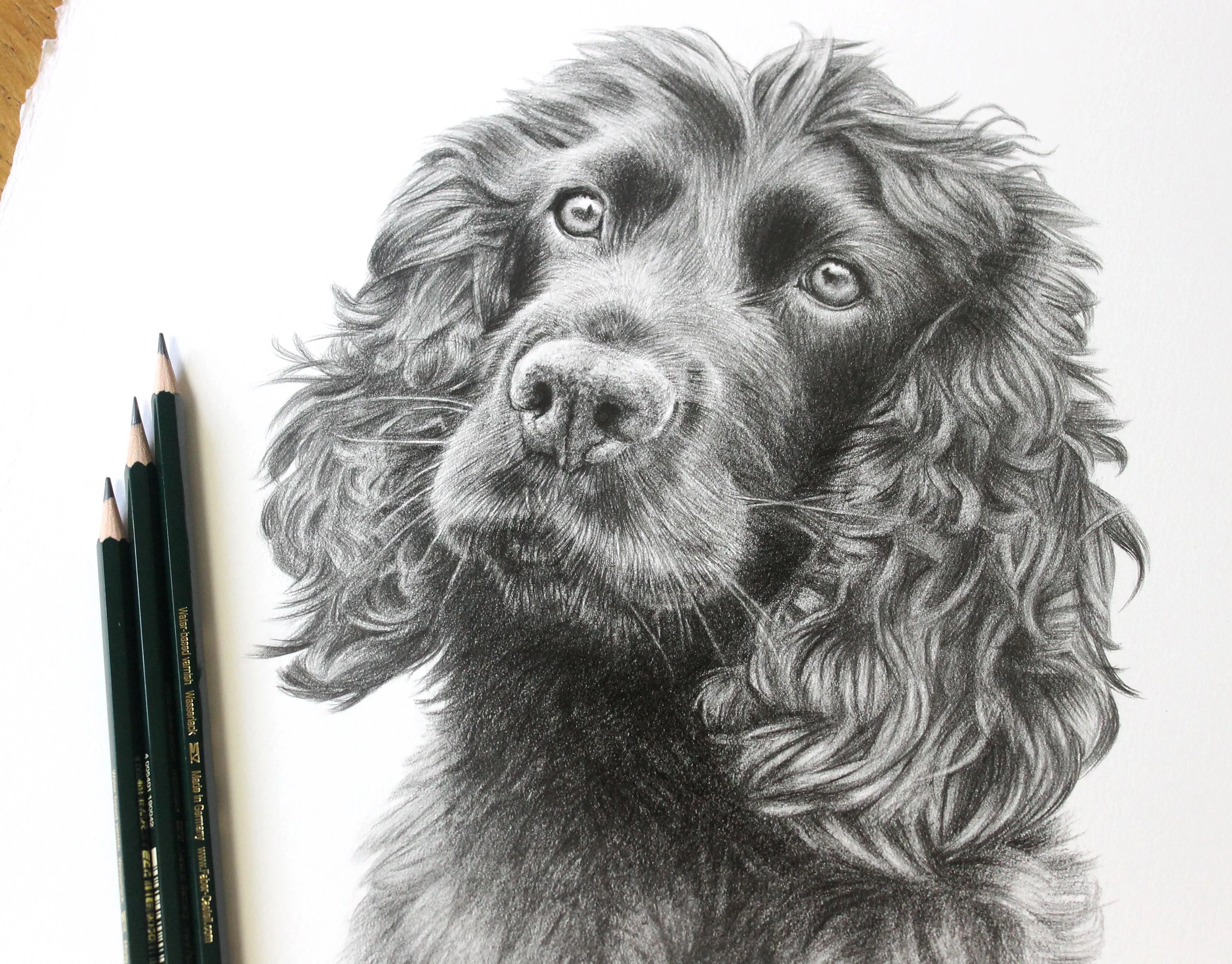Cocker Spaniel Pencil Portrait with Owner and Dog – Custom Artwork by Melanie Phillips Dave, the owner, proudly holding a framed pencil portrait of his Cocker Spaniel, Brodie, with the real dog sitting beside him.