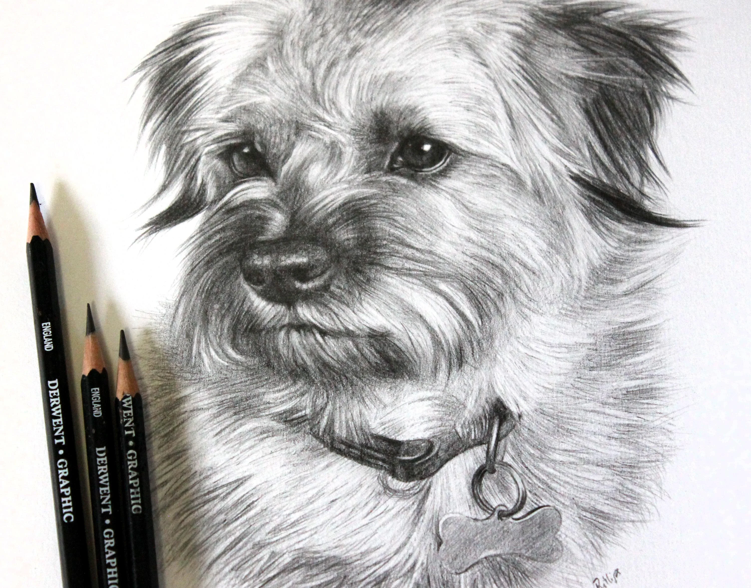 Realistic Border Terrier Cross Dog Portrait in Pencil – Pet Art by Melanie Phillips Close-up pencil portrait of a Border Terrier mix, Teasel, with three Derwent Graphic pencils resting beside the drawing.