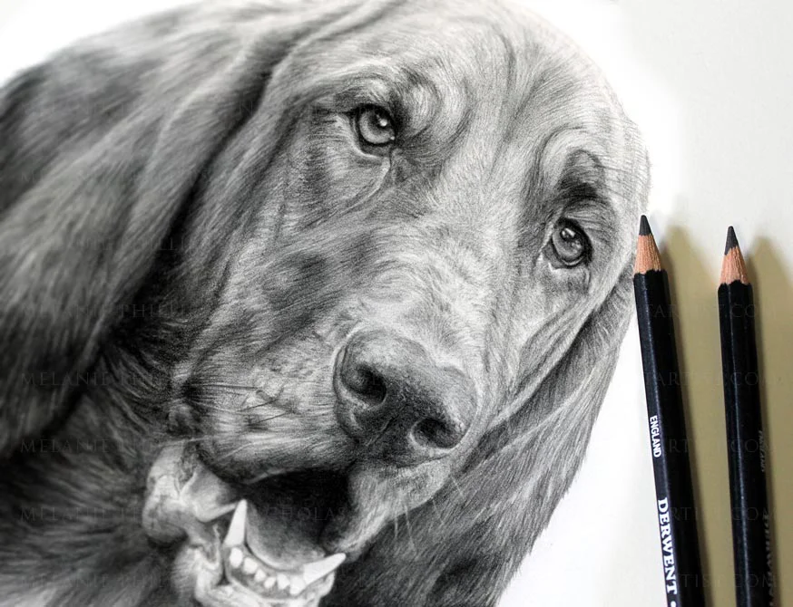 Bloodhound Pencil Portrait by Melanie Phillips – Custom Dog Drawing in Graphite Highly detailed graphite pencil portrait of a Bloodhound (Daisy) with classic features, accompanied by Derwent Graphic pencils beside the drawing.