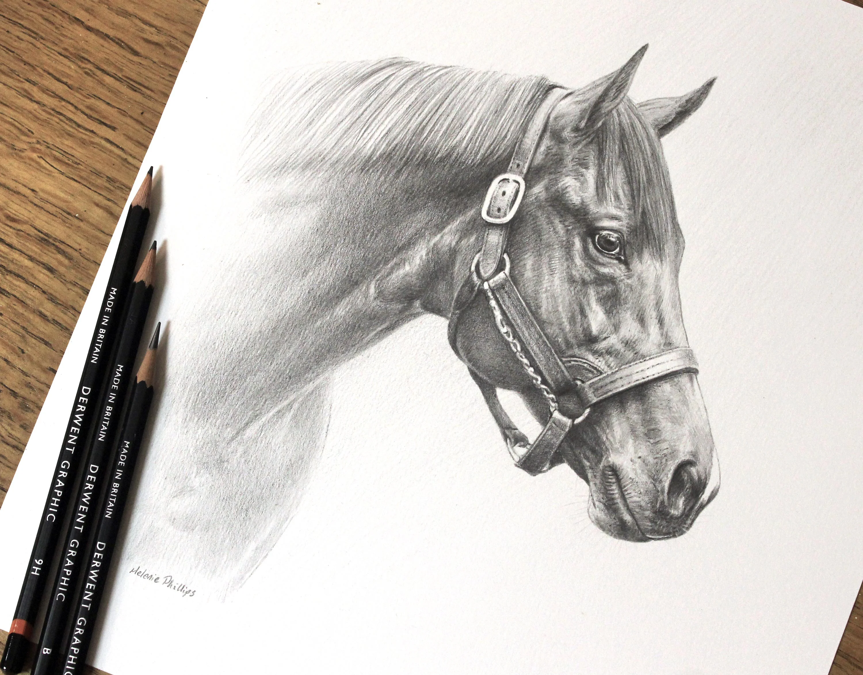 Horse Portrait for the Aga Khan – Pencil Drawing by Melanie Phillips Detailed graphite pencil portrait of the stallion Siyouni, commissioned by the Aga Khan and drawn by Melanie Phillips.