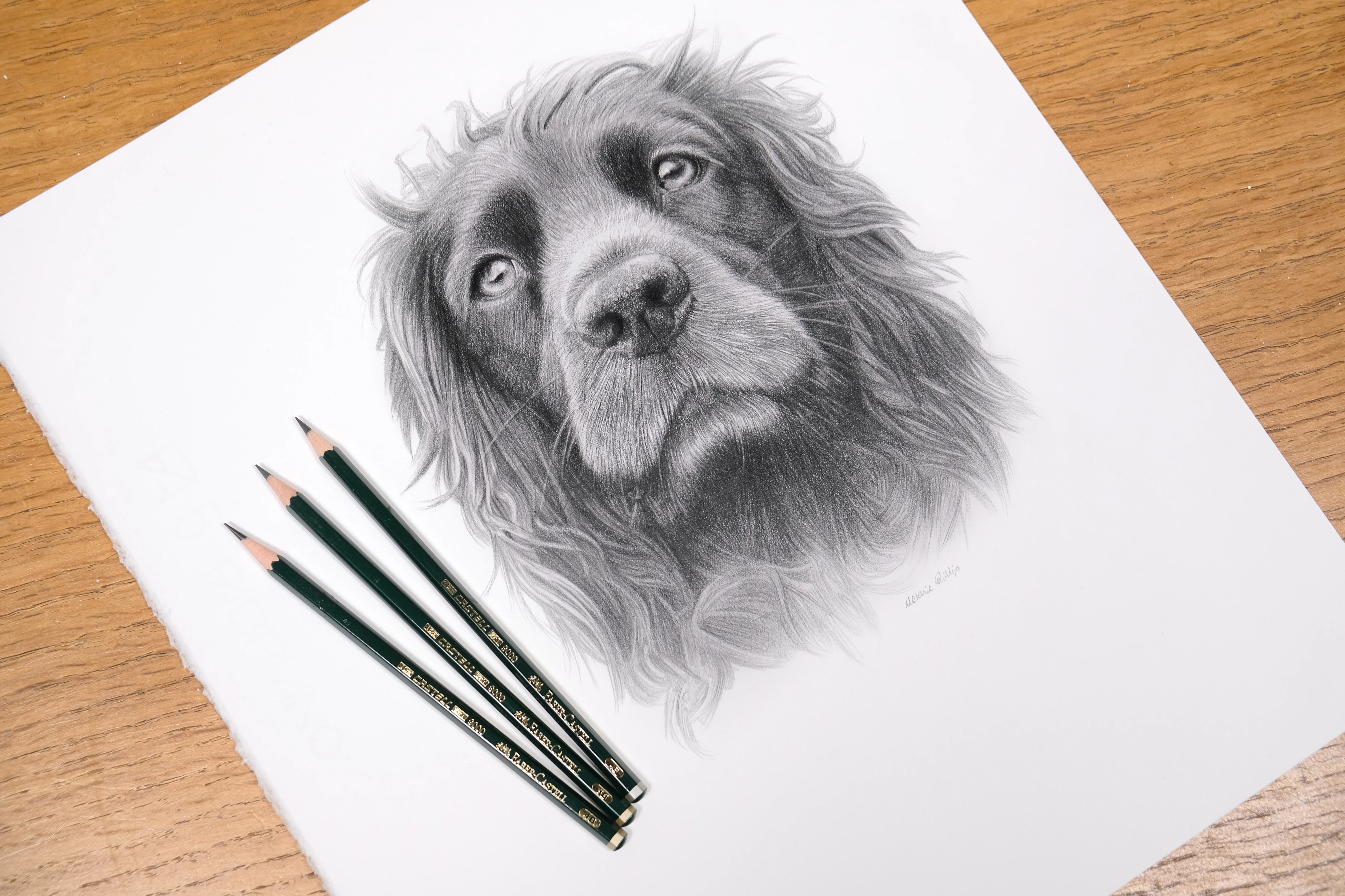 Spaniel Pet Portrait in Pencil by Melanie Phillips Realistic graphite pencil drawing of a spaniel's face with expressive, lifelike eyes.
