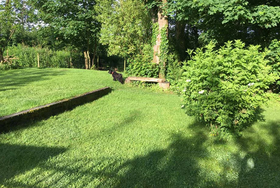 Lily's Morning Garden Patrol Lily the dog on her morning patrol, inspecting the lush, dappled garden area leading to the chicken and storage sheds.