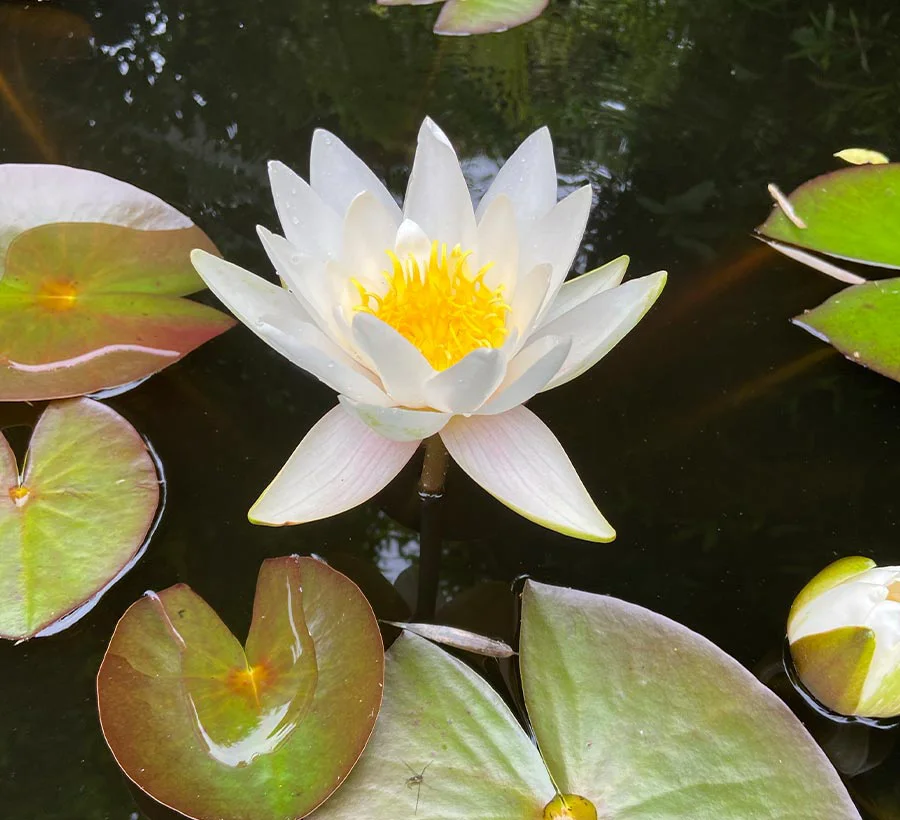 Pond Lily in Flower A vibrant pond lily in full bloom, adding beauty to the Welsh cottage garden.