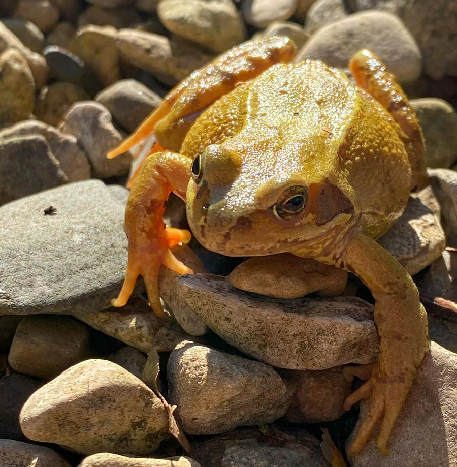 Frog in Welsh Cottage Garden A common frog perched on stones by the wildlife pond in the Welsh cottage garden.
