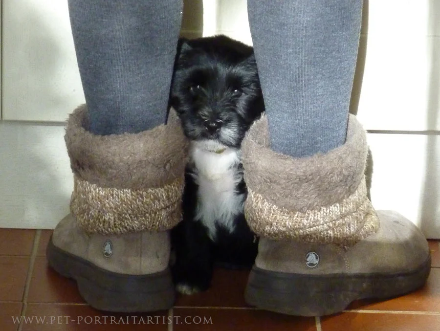 Lily Aged 8 Weeks, Hiding Lily, an eight-week-old Tibetan Terrier puppy, peeking out from between a pair of slipper boots in the kitchen.