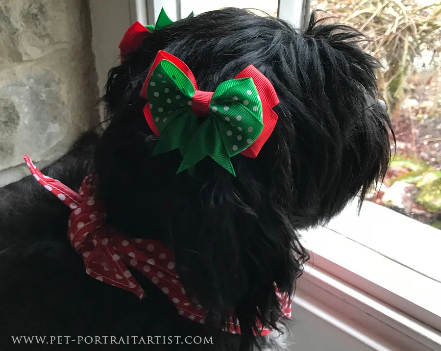 Lily in Festive Bows and Bandana Lily the Tibetan Terrier wearing a festive red polka dot bandana and bows on her ears.