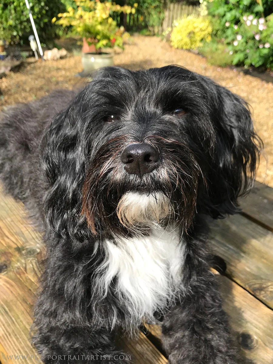 Lily, Our Tibetan Terrier Lily, a beautiful Tibetan Terrier, sitting alertly with a happy expression.
