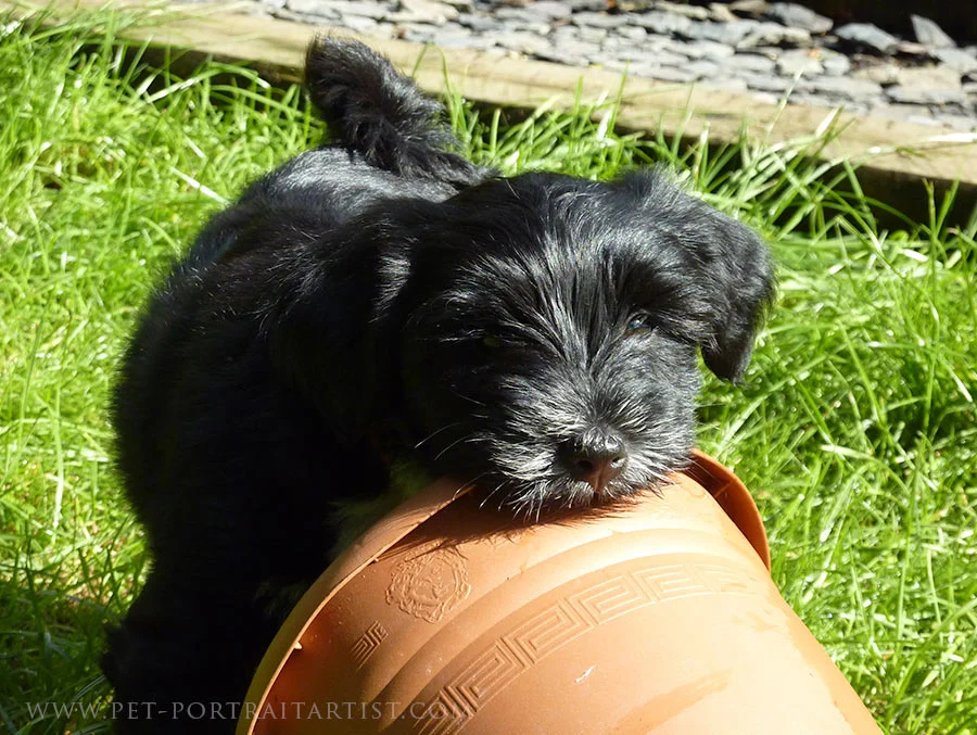 Lily and the Plant Pot A tiny Lily puppy playfully wrestling with a garden plant pot.