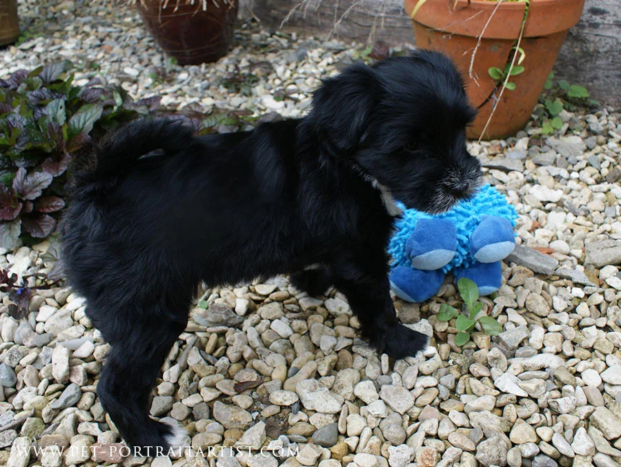 Lily Playing with her Teddy A playful Lily puppy next to a large blue teddy bear, looking feisty.