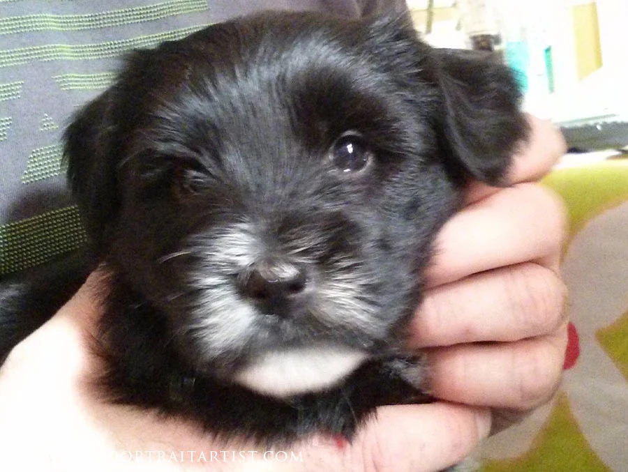 Lily as a Puppy An adorable photo of Lily as a six-week-old Tibetan Terrier puppy, looking directly at the camera.