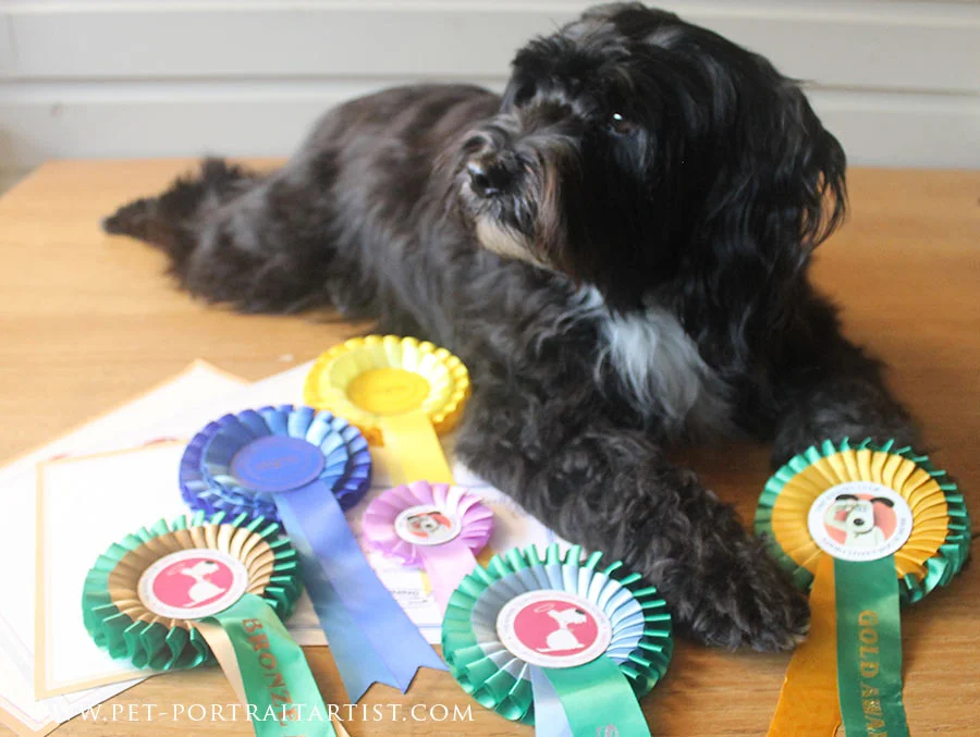 Lily with her Dog Training Rosettes Lily the Tibetan Terrier proudly sitting next to a display of her Kennel Club Good Citizen Dog Scheme rosettes (Bronze, Silver, Gold).
