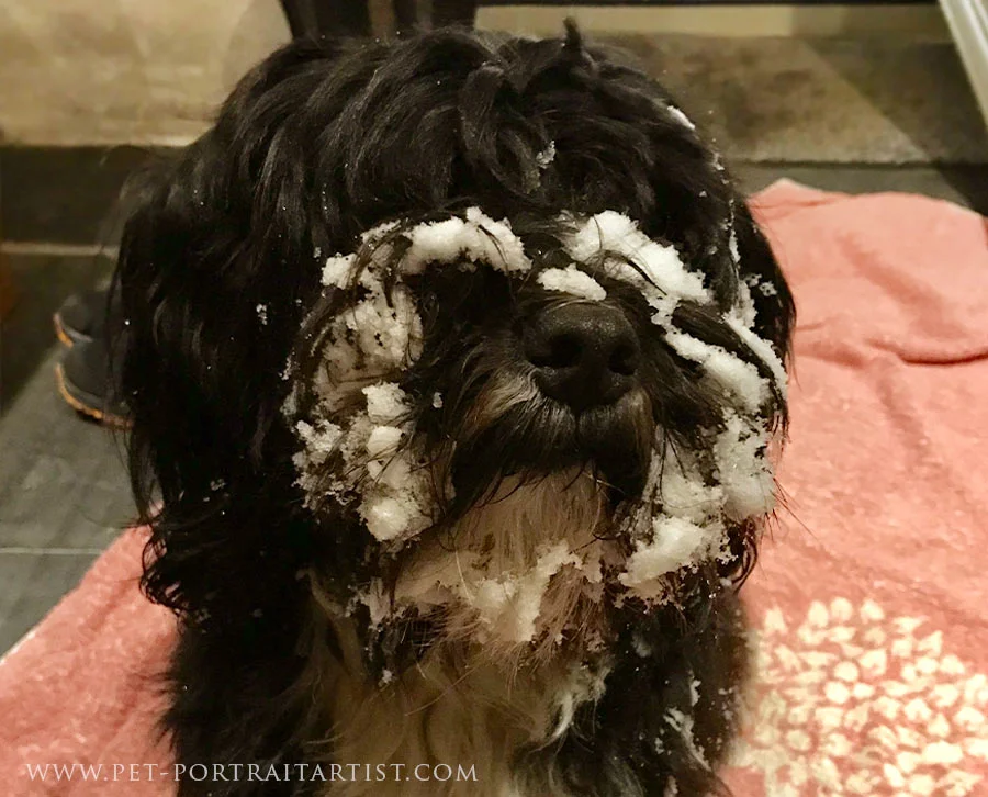 Lily Looking like a Snow Yeti Lily the Tibetan Terrier with snow on her face and head, looking comical after rooting around in the snow.